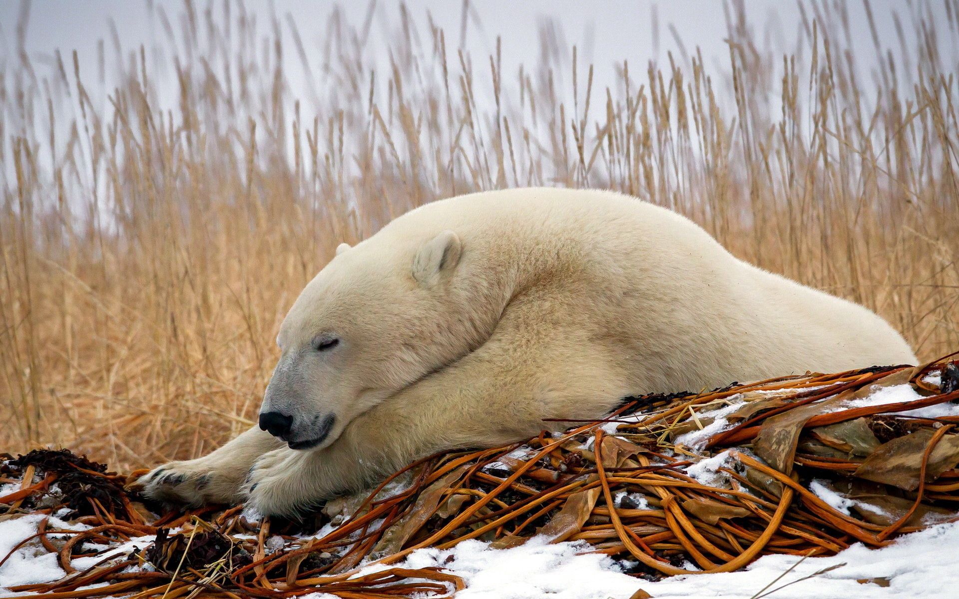 polar bear, sleep, animals, snow collection of HD images