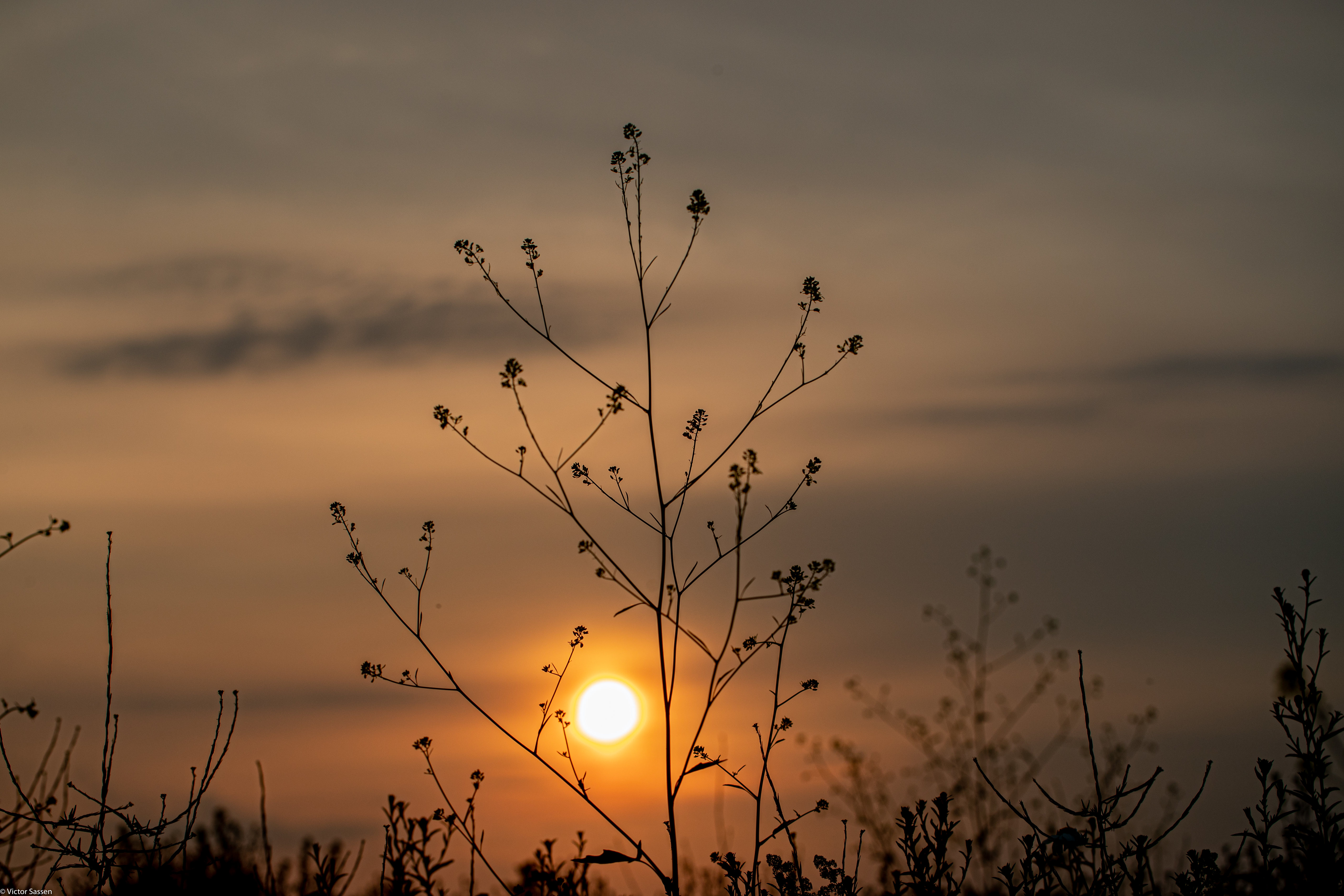 nature, sunset, sun, silhouette, branches