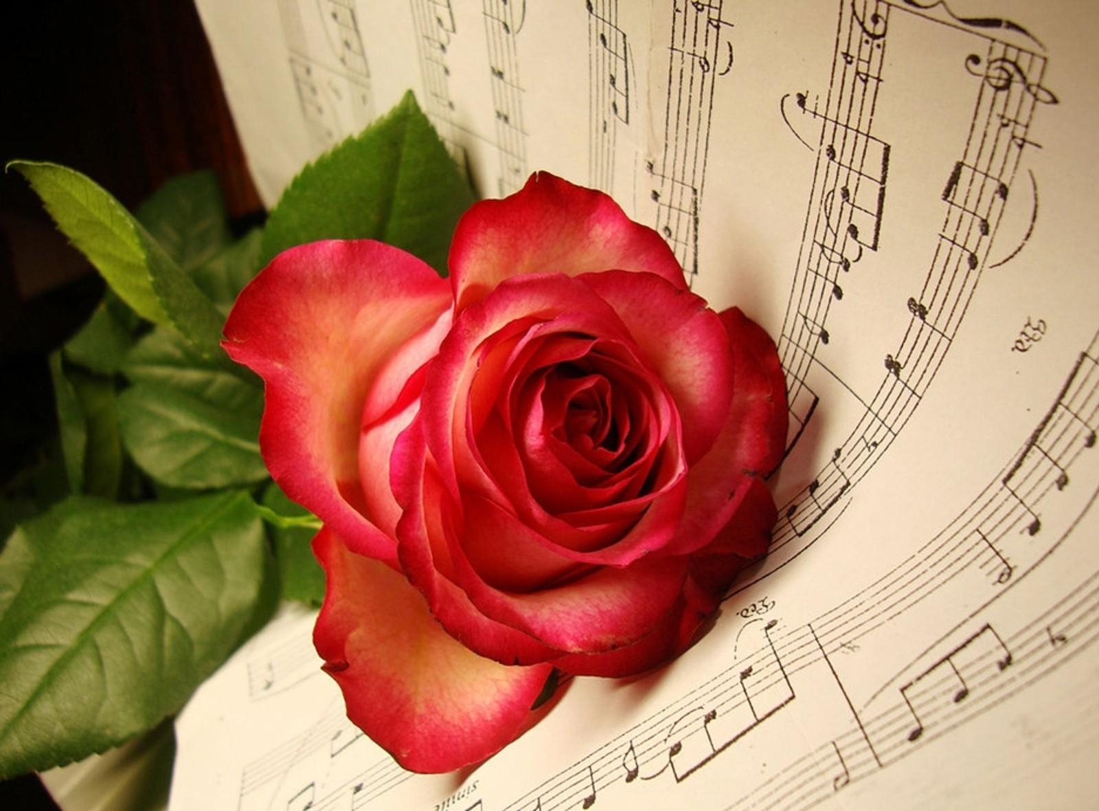 music, flowers, flower, lies, rose flower, rose, notes Full HD