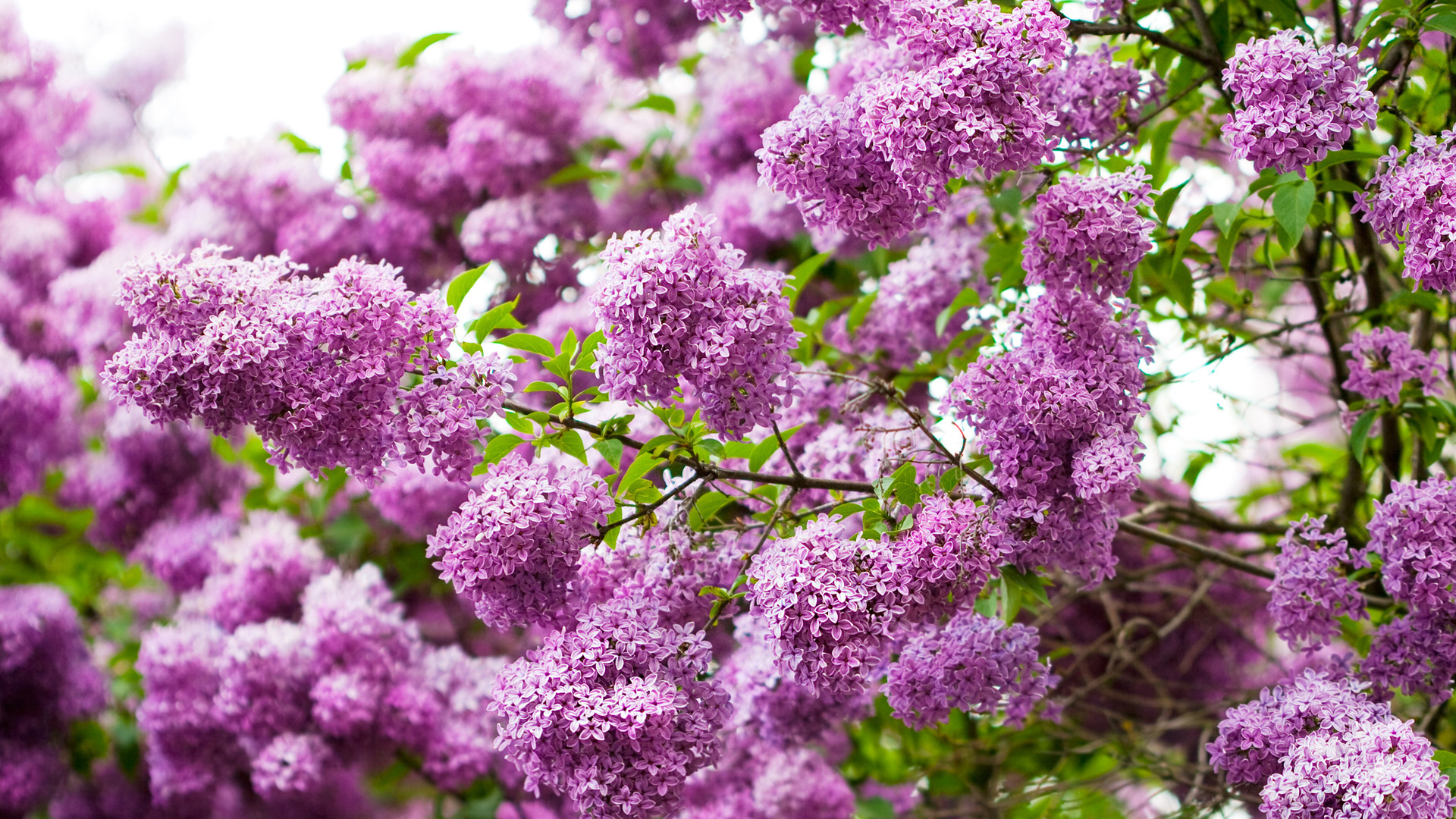 Images & Pictures flower, earth Lilac