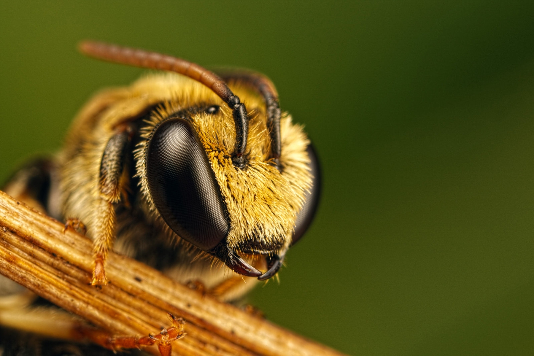 Ultra HD 4K insect, eyes, macro, bee