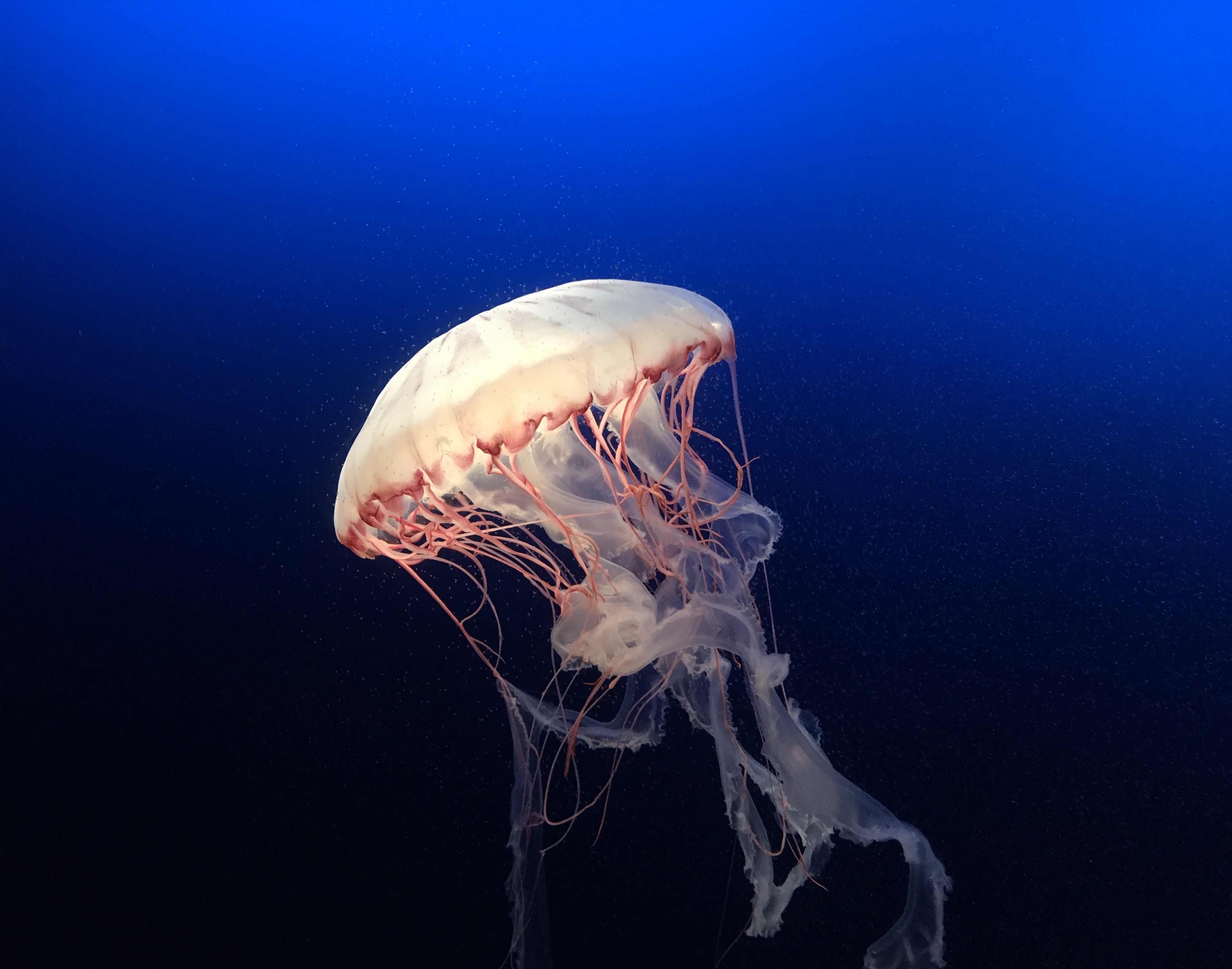 Wallpaper for mobile devices swimming, underwater world, ocean, jellyfish