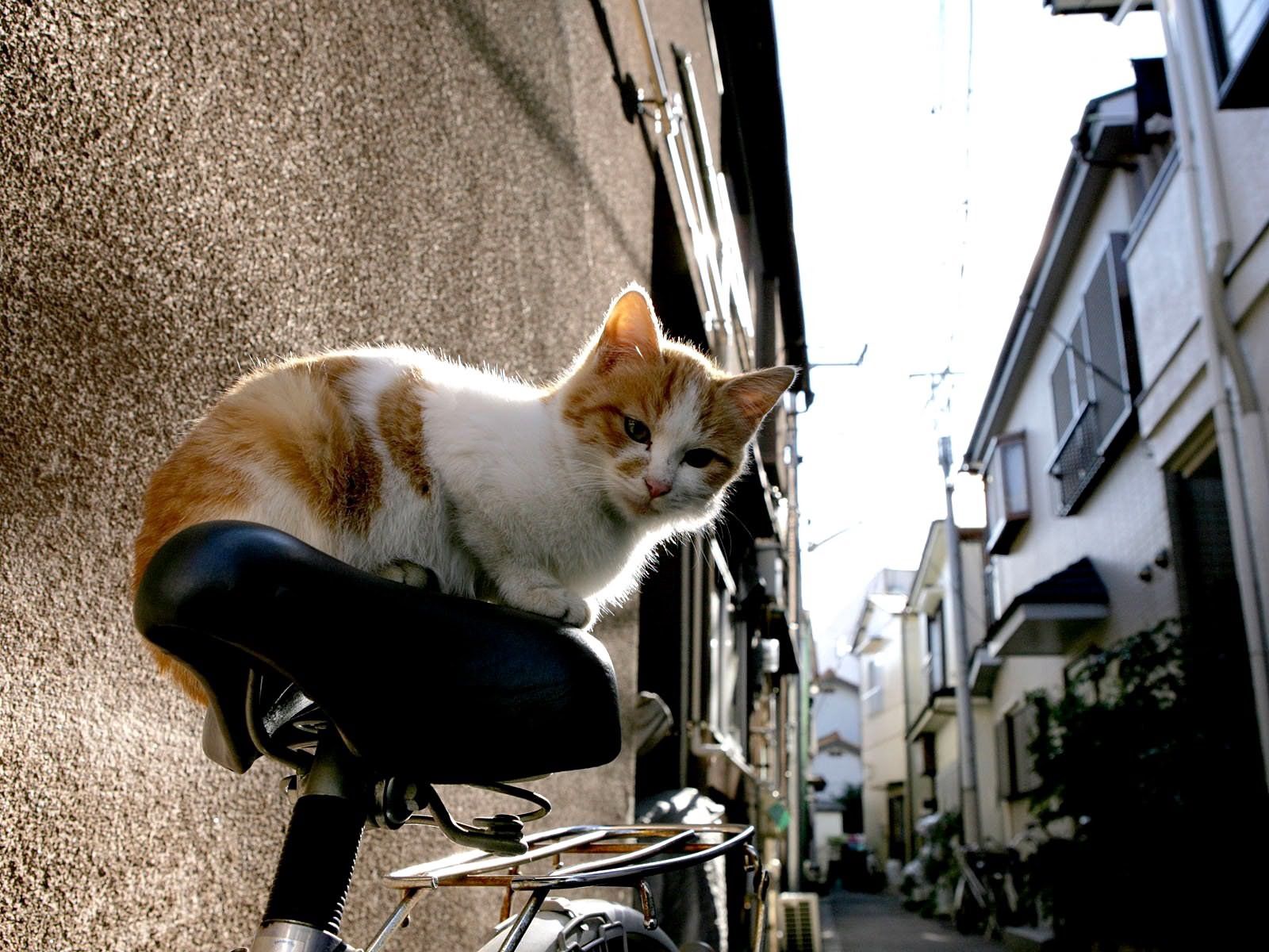 animals, cat, kitty, kitten, bicycle HD wallpaper