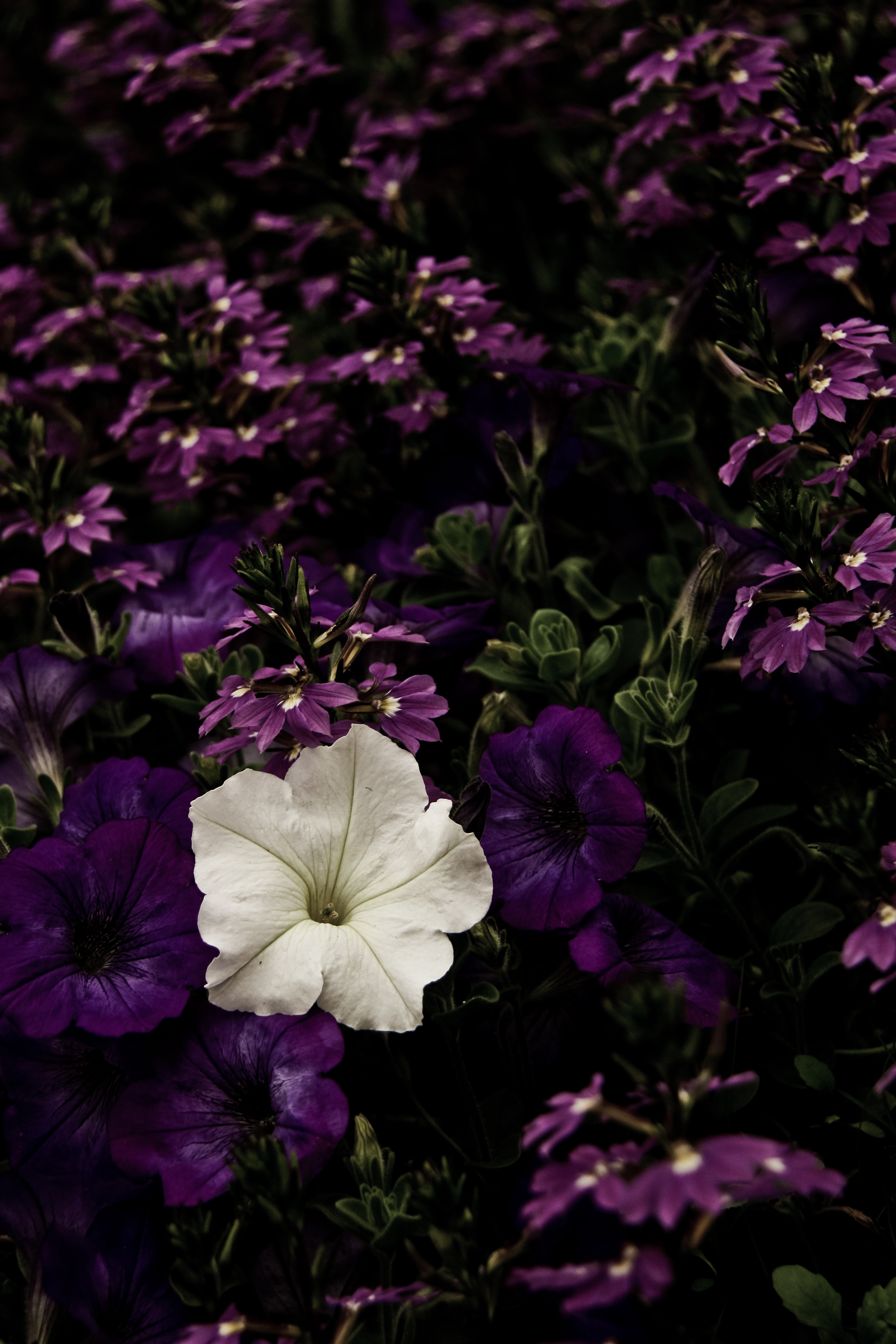 73888壁紙のダウンロードフラワーズ, 花壇, 白い, 紫の, 紫, コントラスト, 対照-スクリーンセーバーと写真を無料で
