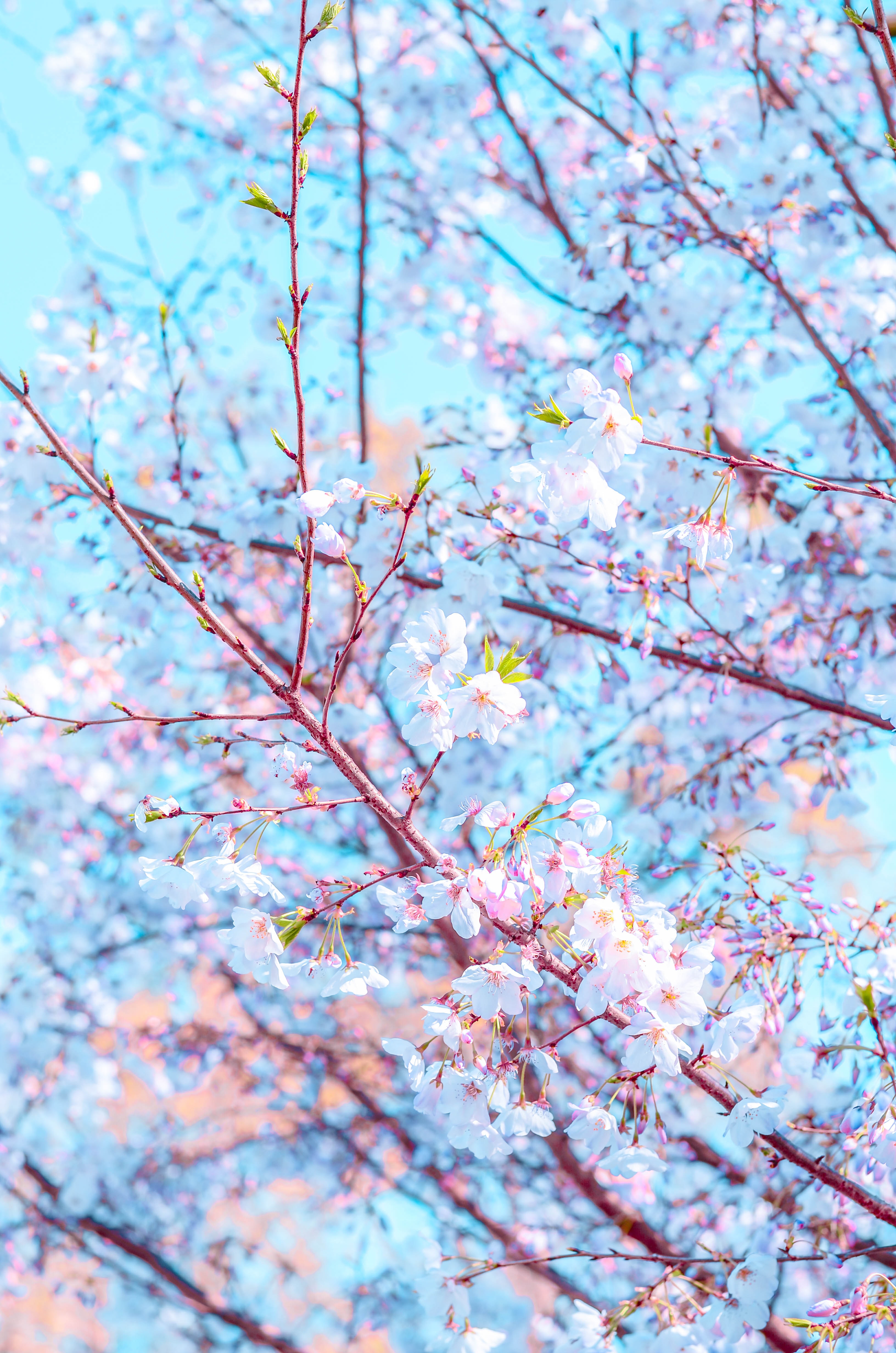 bloom, branch, flower, petals, flowers, flowering, spring download HD wallpaper