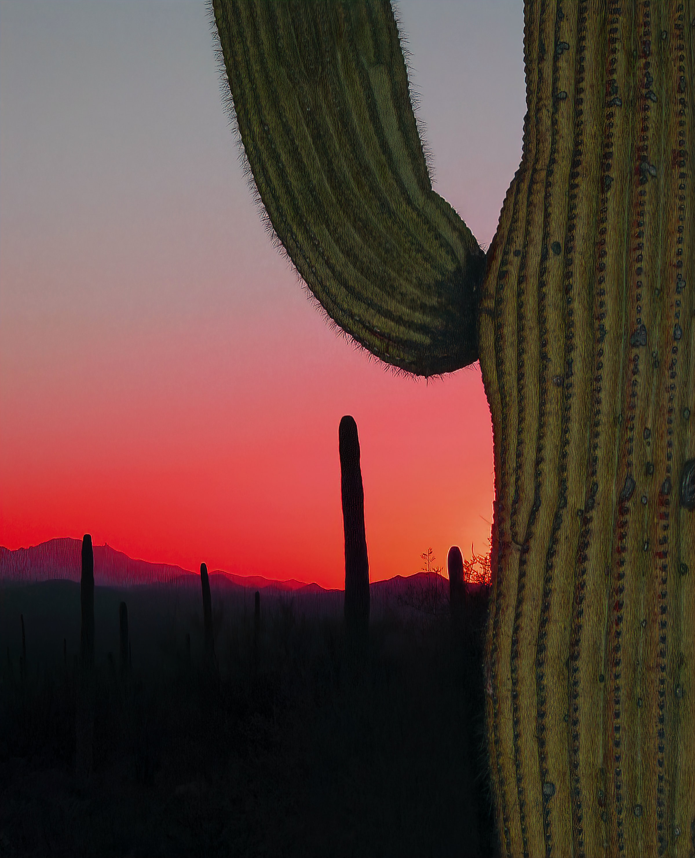 nature, sunset, needle, prairie, hills, cactus