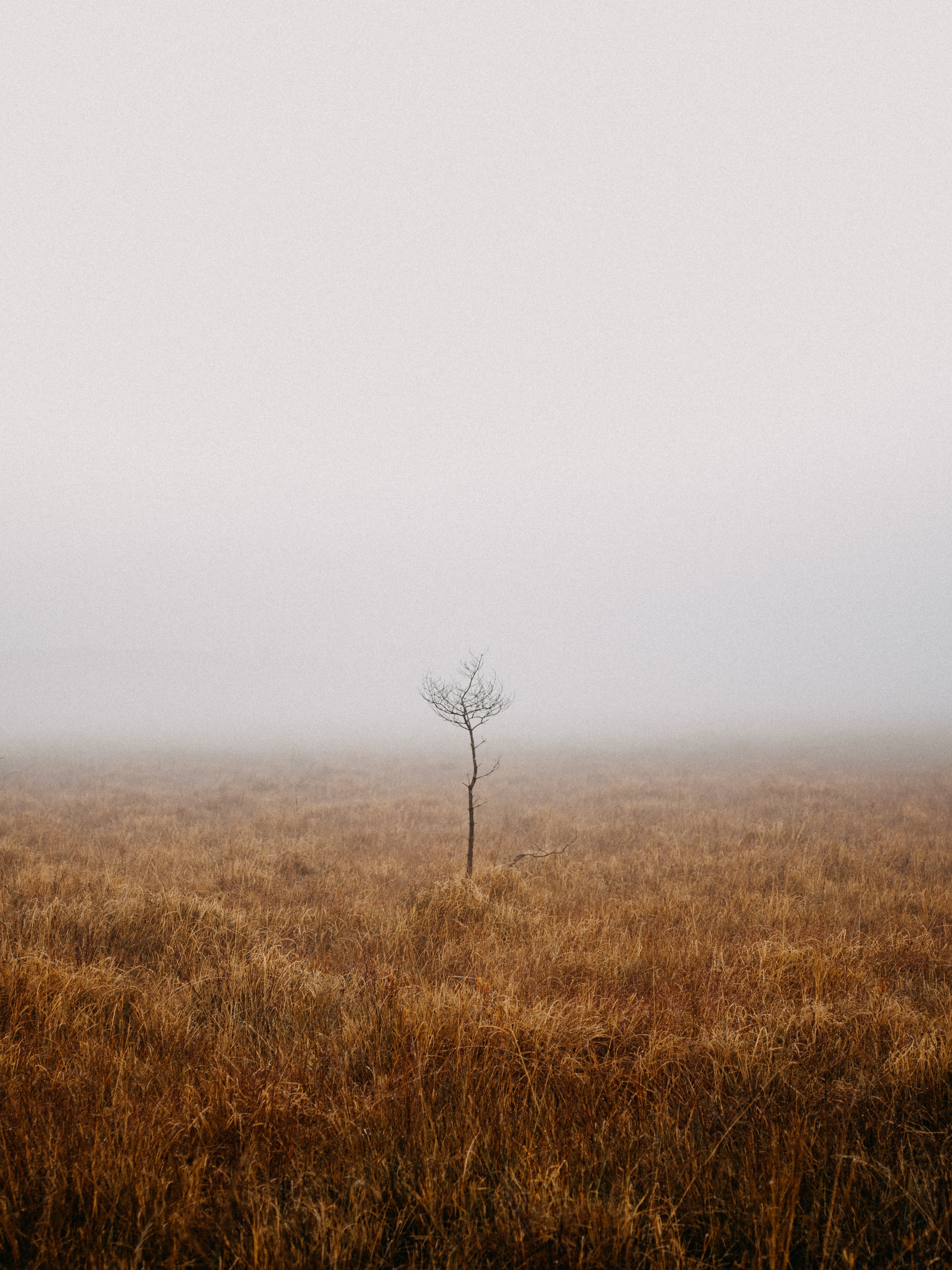 fog, nature, wood, tree, field, loneliness Full HD