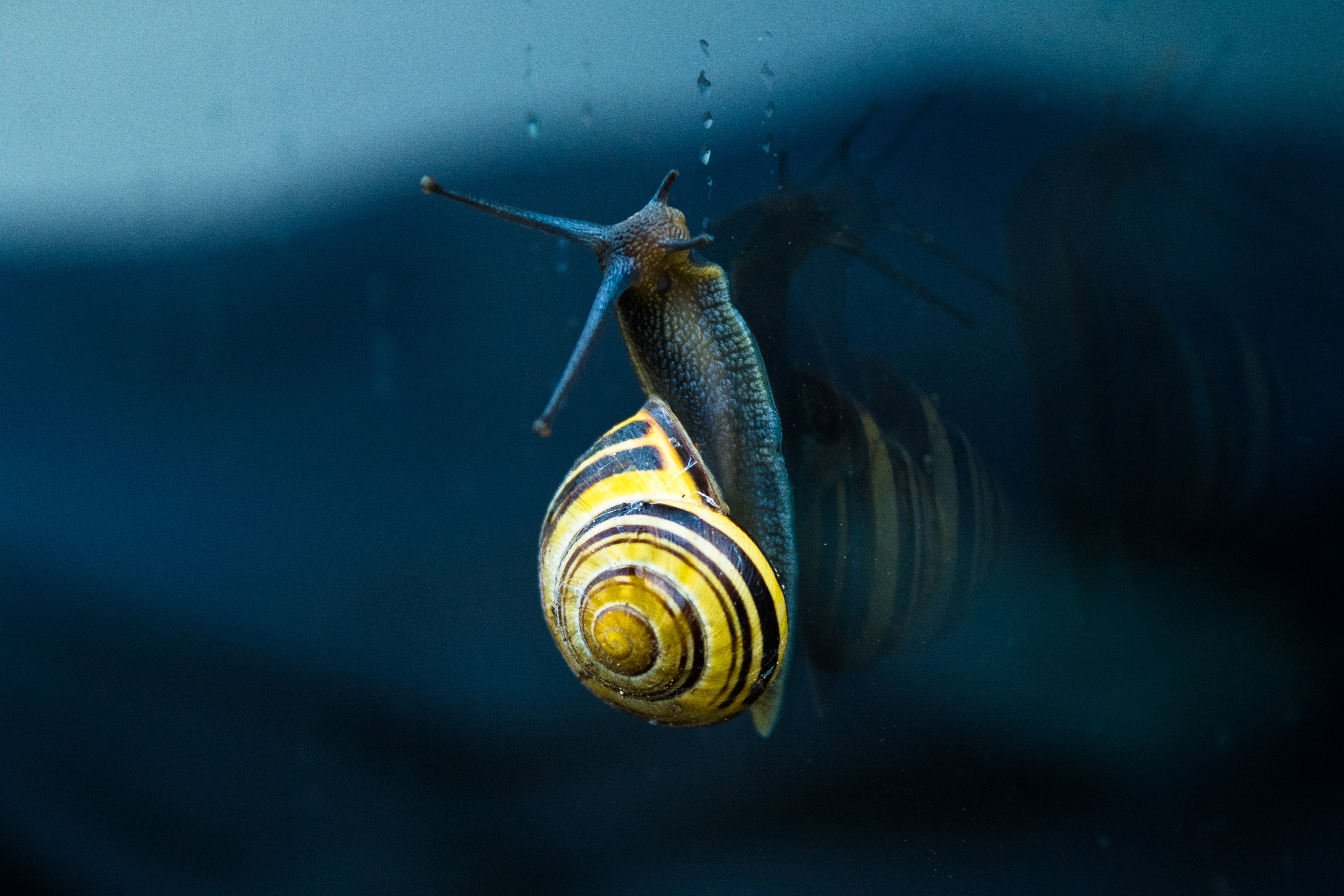 macro, spiral, snail, sink, clam, mollusc Full HD