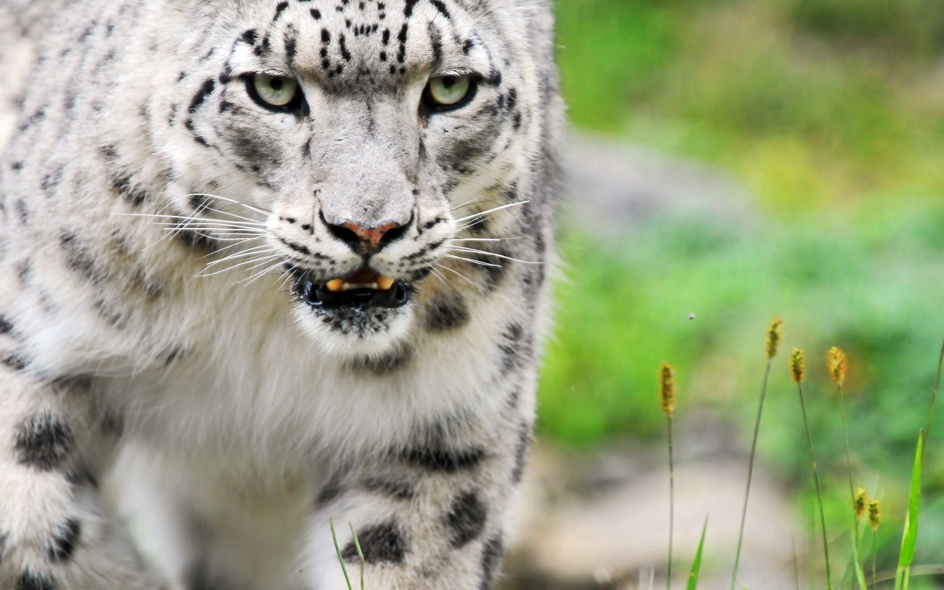 123246 économiseurs d'écran et fonds d'écran Snow Leopard sur votre téléphone. Téléchargez yeux, animaux, gros chat, couleur images gratuitement