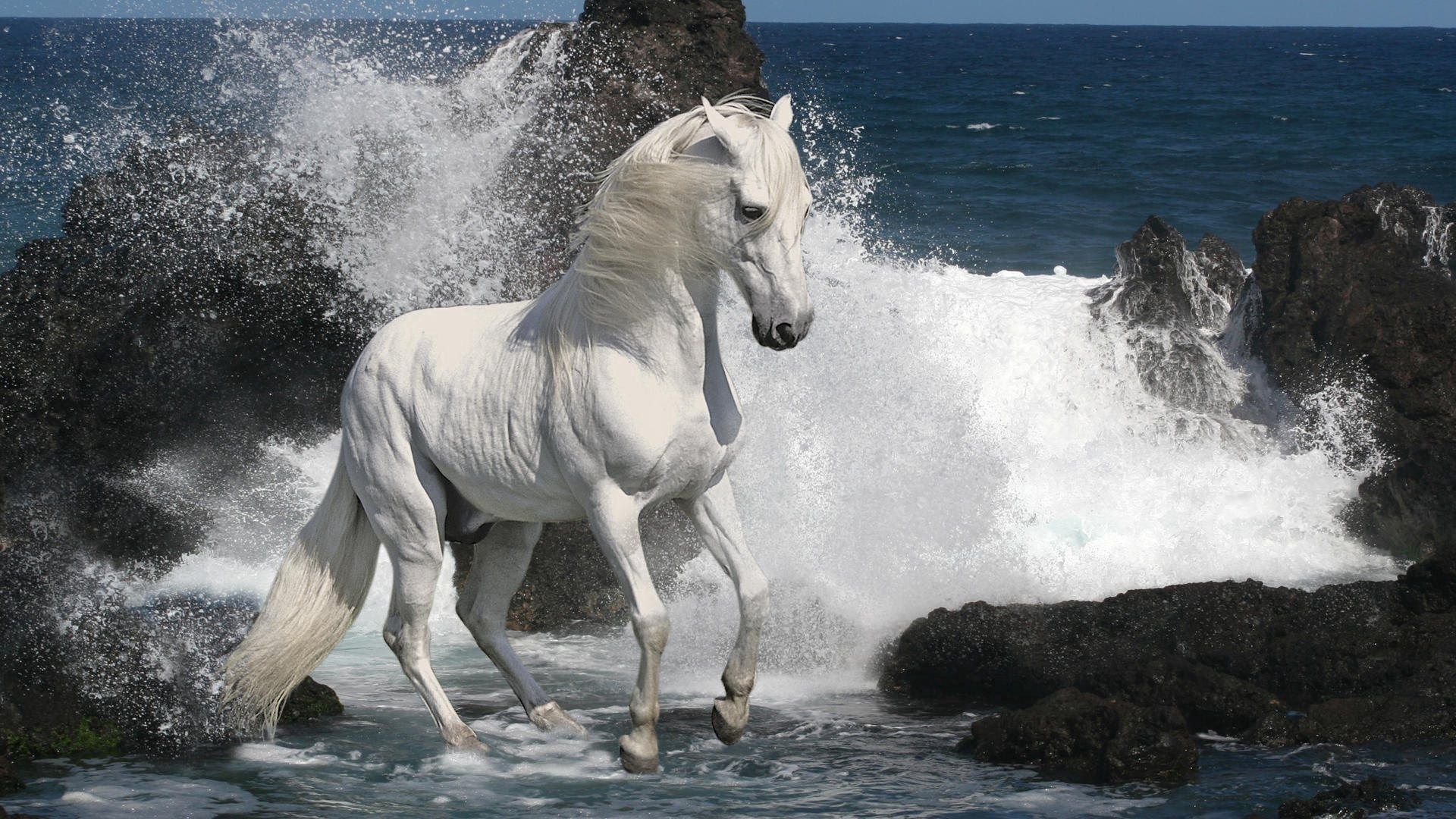 Laden Sie das Tiere, Stones, Sea, Sprühen, Spray, Pferd-Bild kostenlos auf Ihren PC-Desktop herunter
