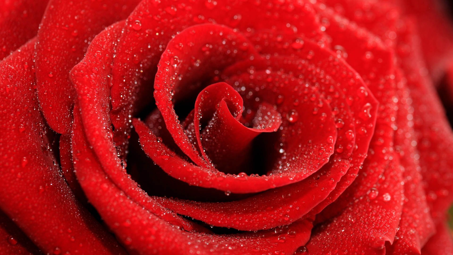 125685 download wallpaper rose flower, drops, macro, rose, petals screensavers and pictures for free