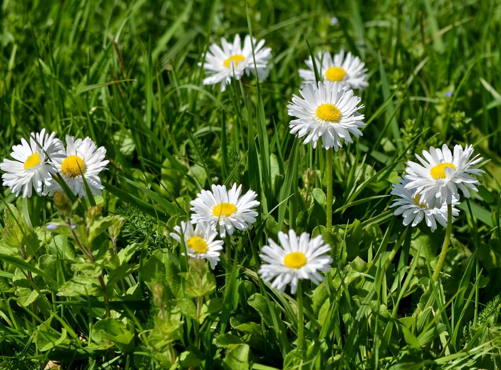 Laden Sie das Blumen, Grass, Grüne, Grünen, Schneewittchen, Sonnig, Sonnigen-Bild kostenlos auf Ihren PC-Desktop herunter