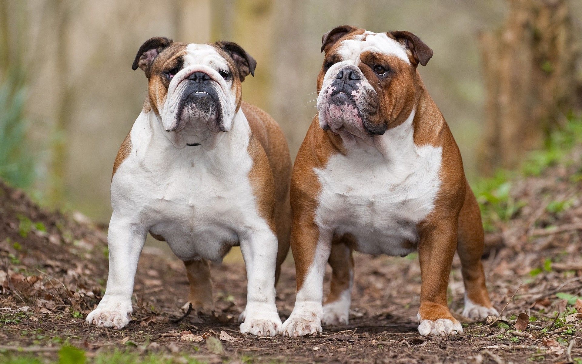dogs, animals, leaves, couple, pair, fat, thick, bulldogs for android