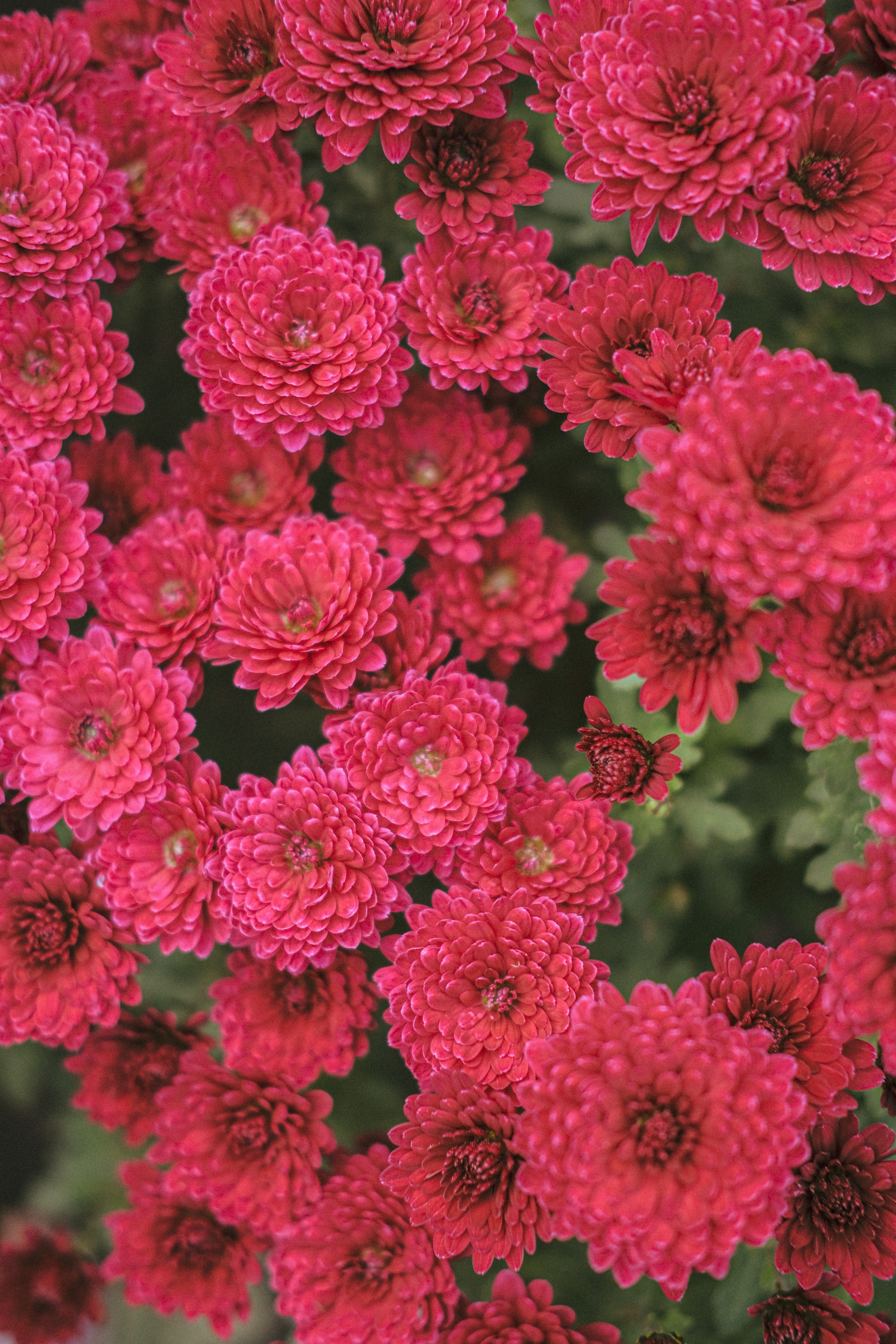 red, flowers, bloom, chrysanthemum Free HD pic