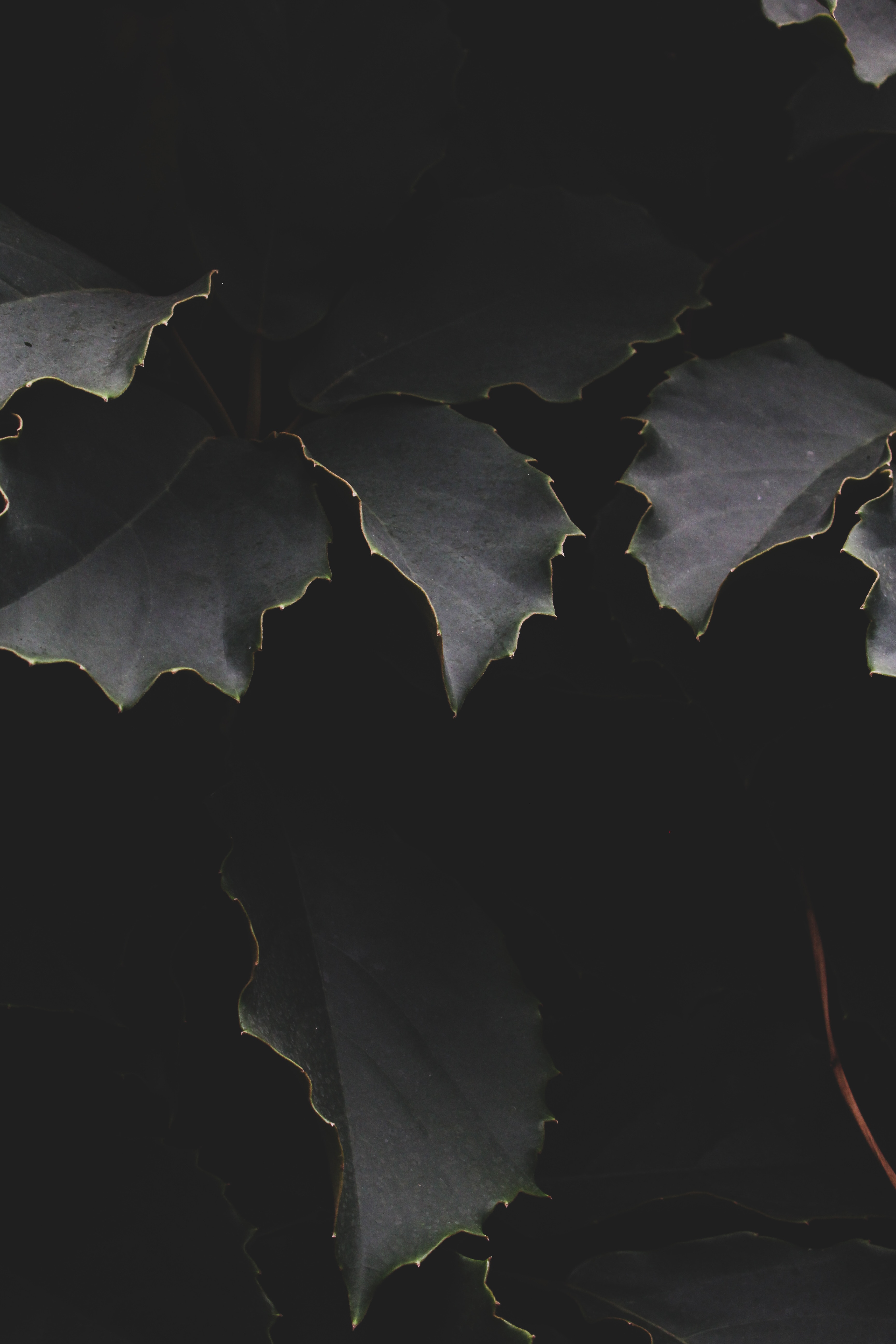 shadows, leaves, dark, branches