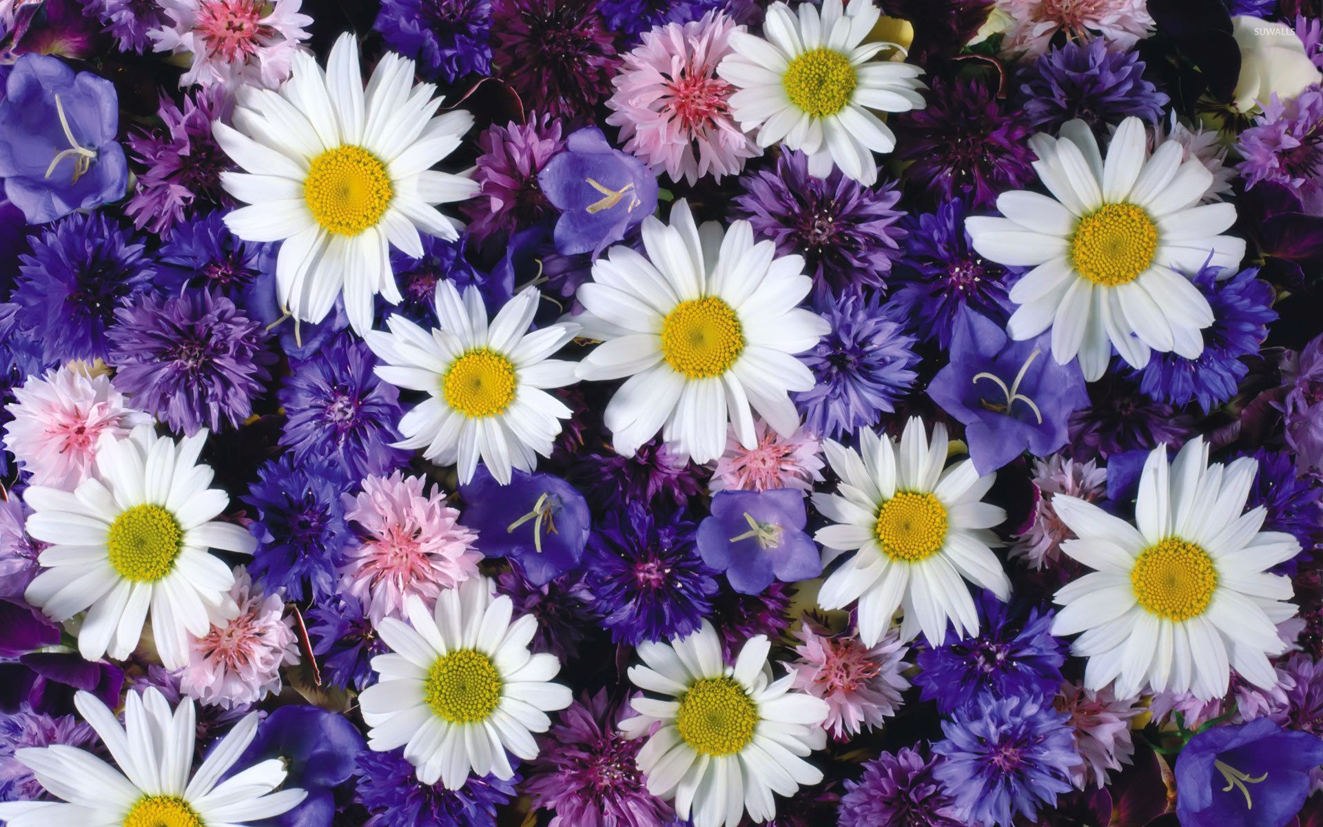 1503353 Заставки і шпалери Волошка на телефон. Завантажити фіолетова квітка, біла квітка, земля, квітка картинки безкоштовно