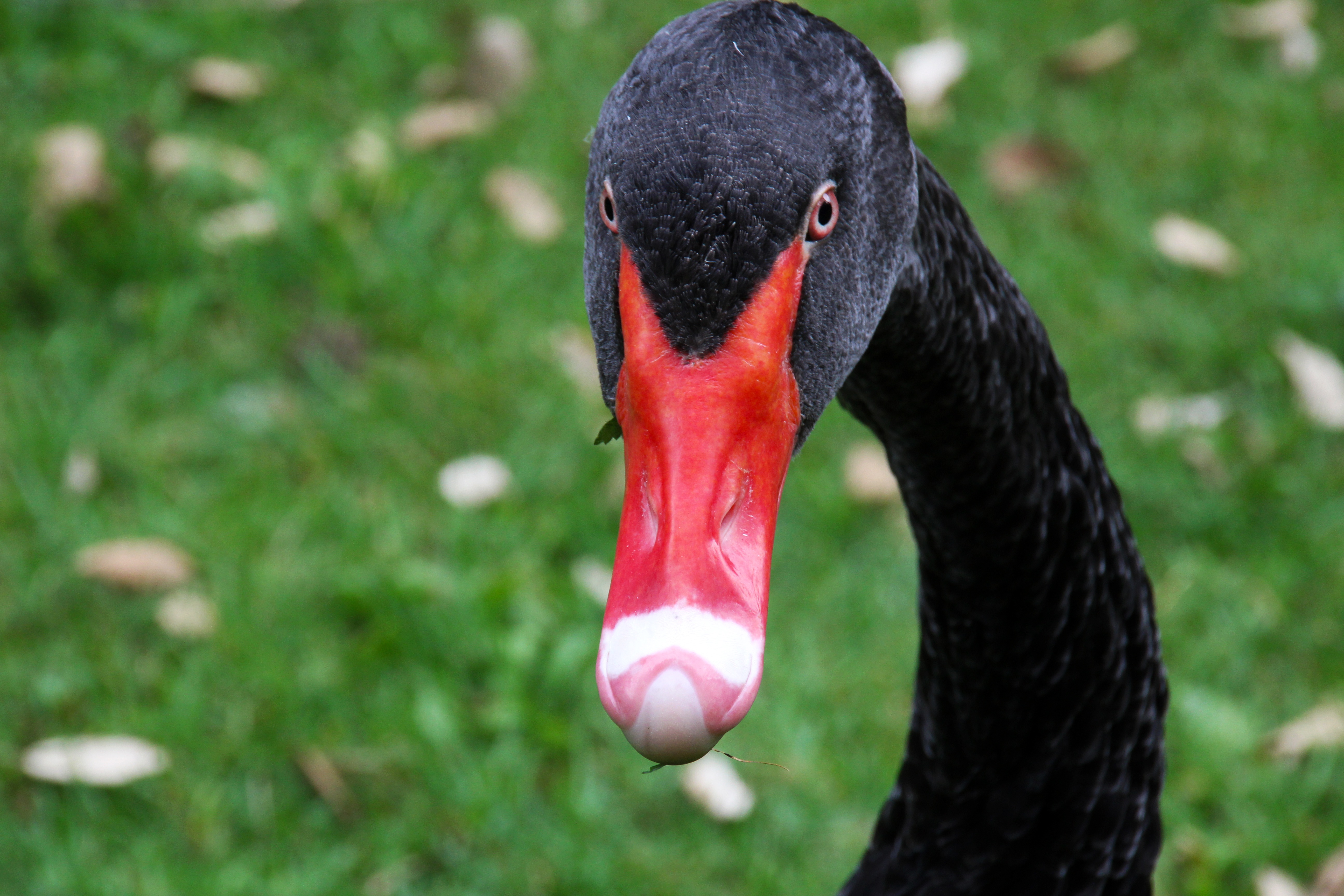 114444 Hintergrundbilder und Black Swan Bilder auf dem Desktop. Laden Sie vogel, schnabel, schwarzer schwan, tiere Bildschirmschoner kostenlos auf den PC herunter