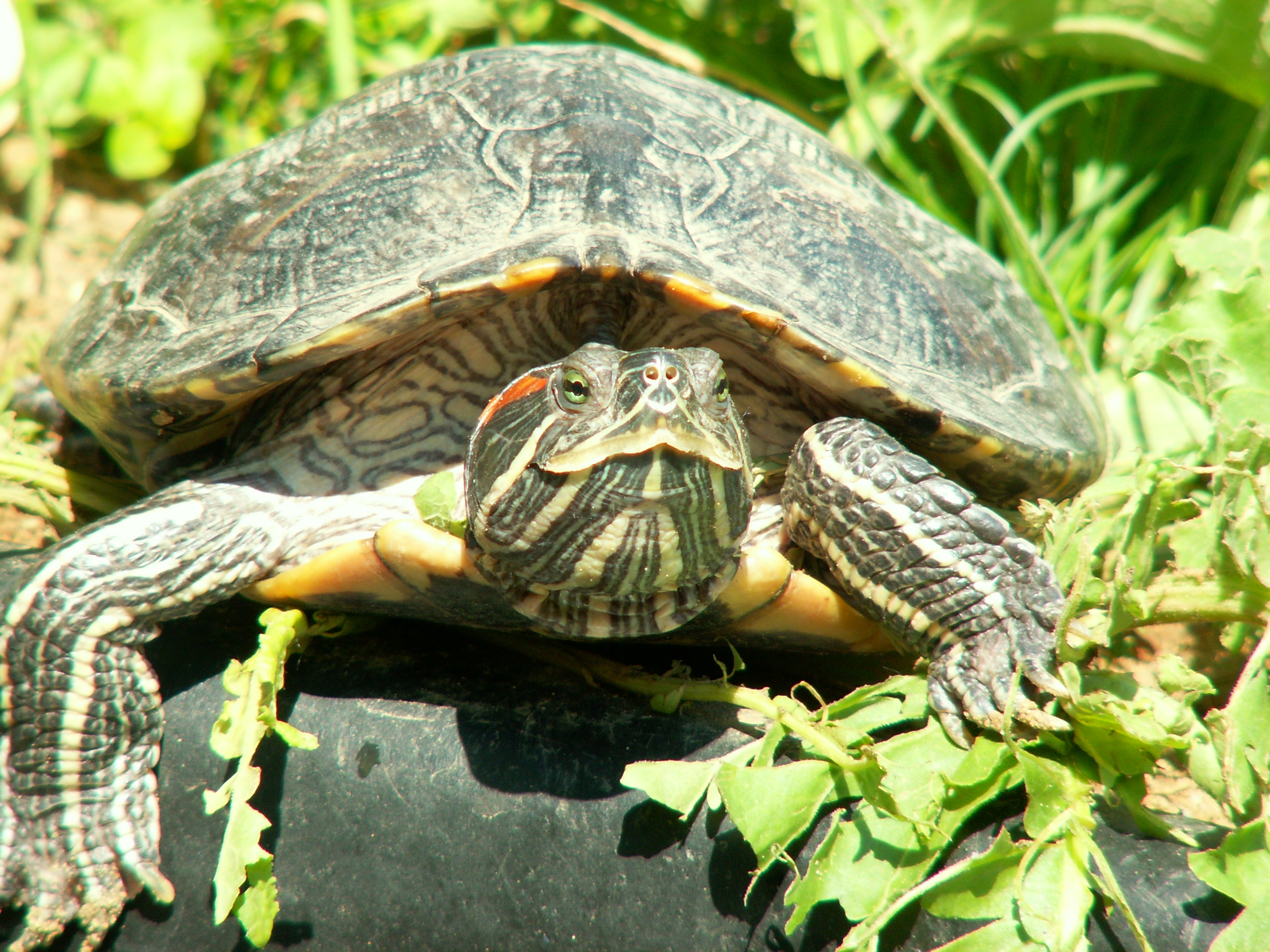 Beliebte Schildkröte Bilder für Mobiltelefone