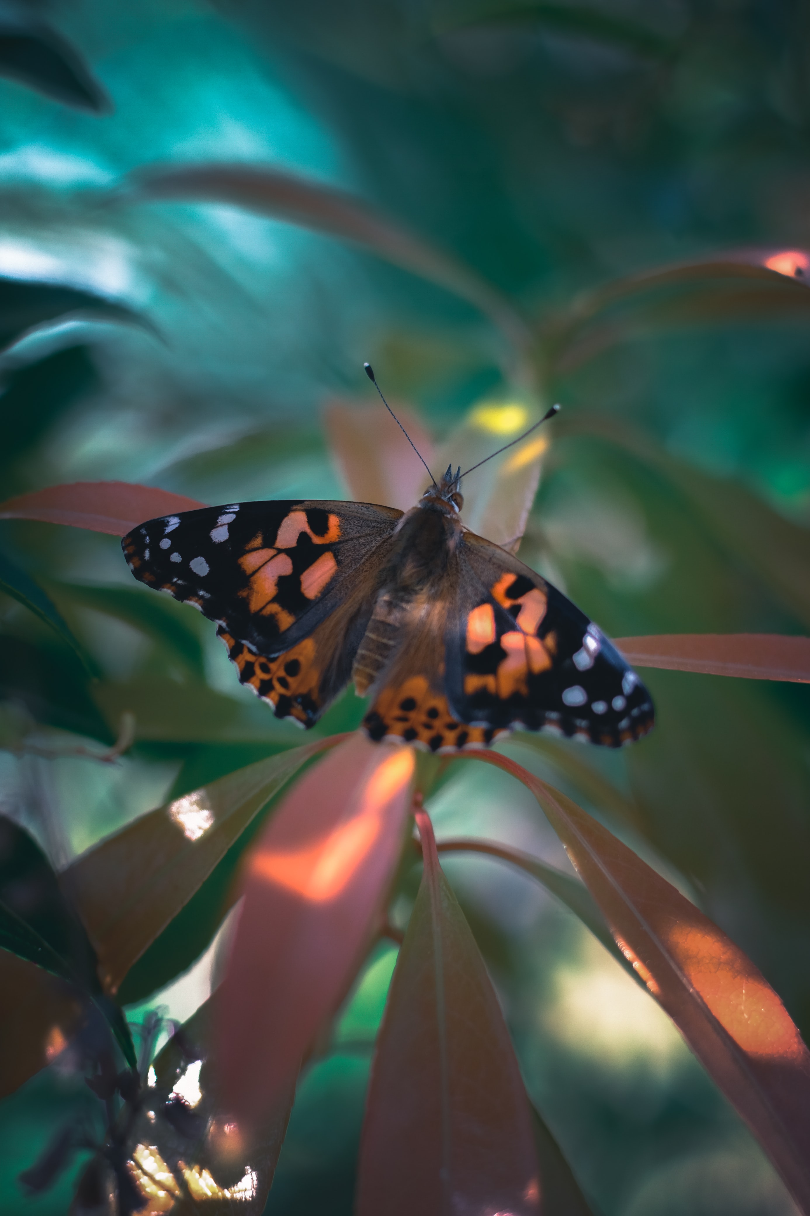 Free HD butterfly, animals, plant, pattern, wings