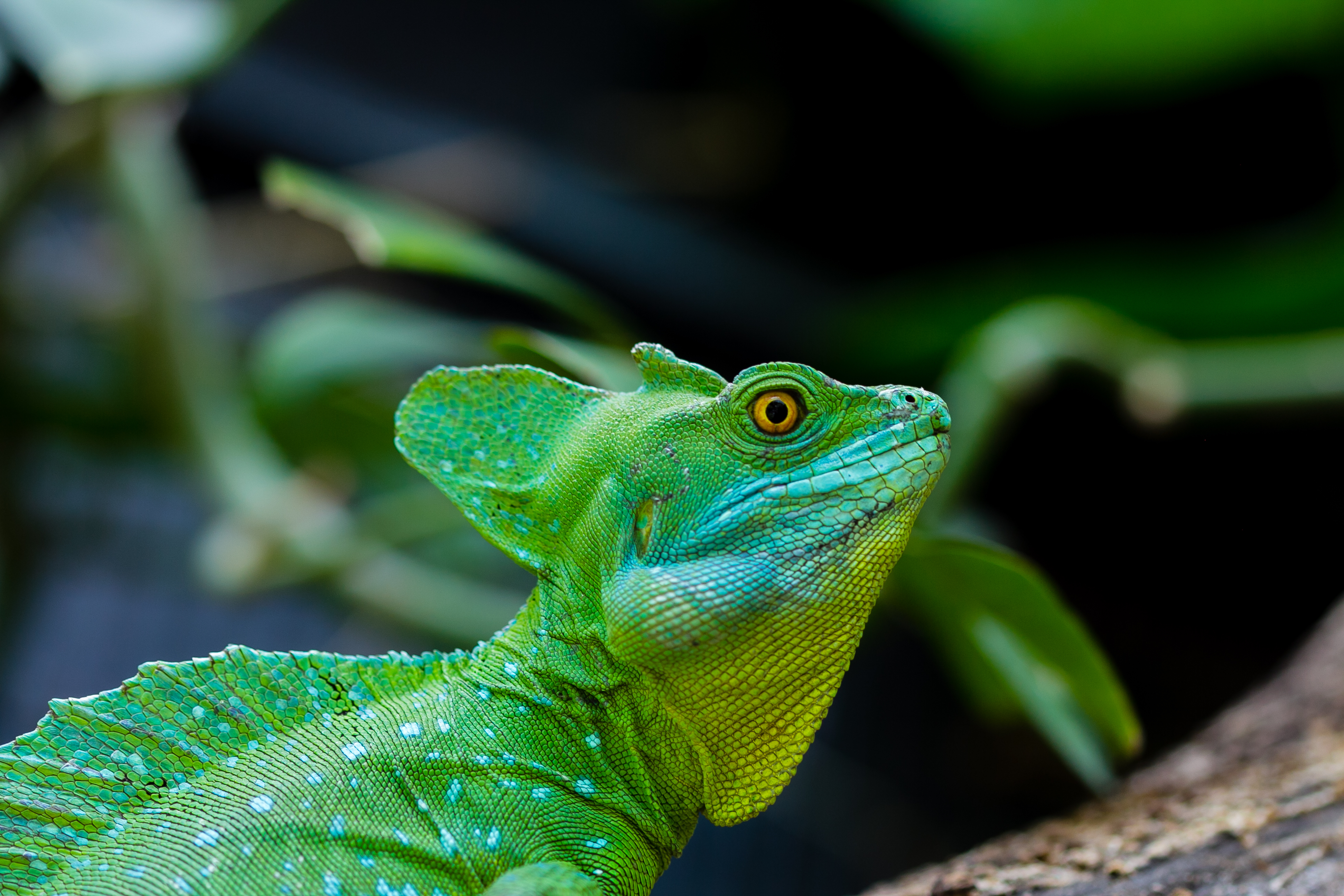 Laden Sie das Tiere, Basilisk, Reptil, Eidechse, Reptile, Schuppentier-Bild kostenlos auf Ihren PC-Desktop herunter