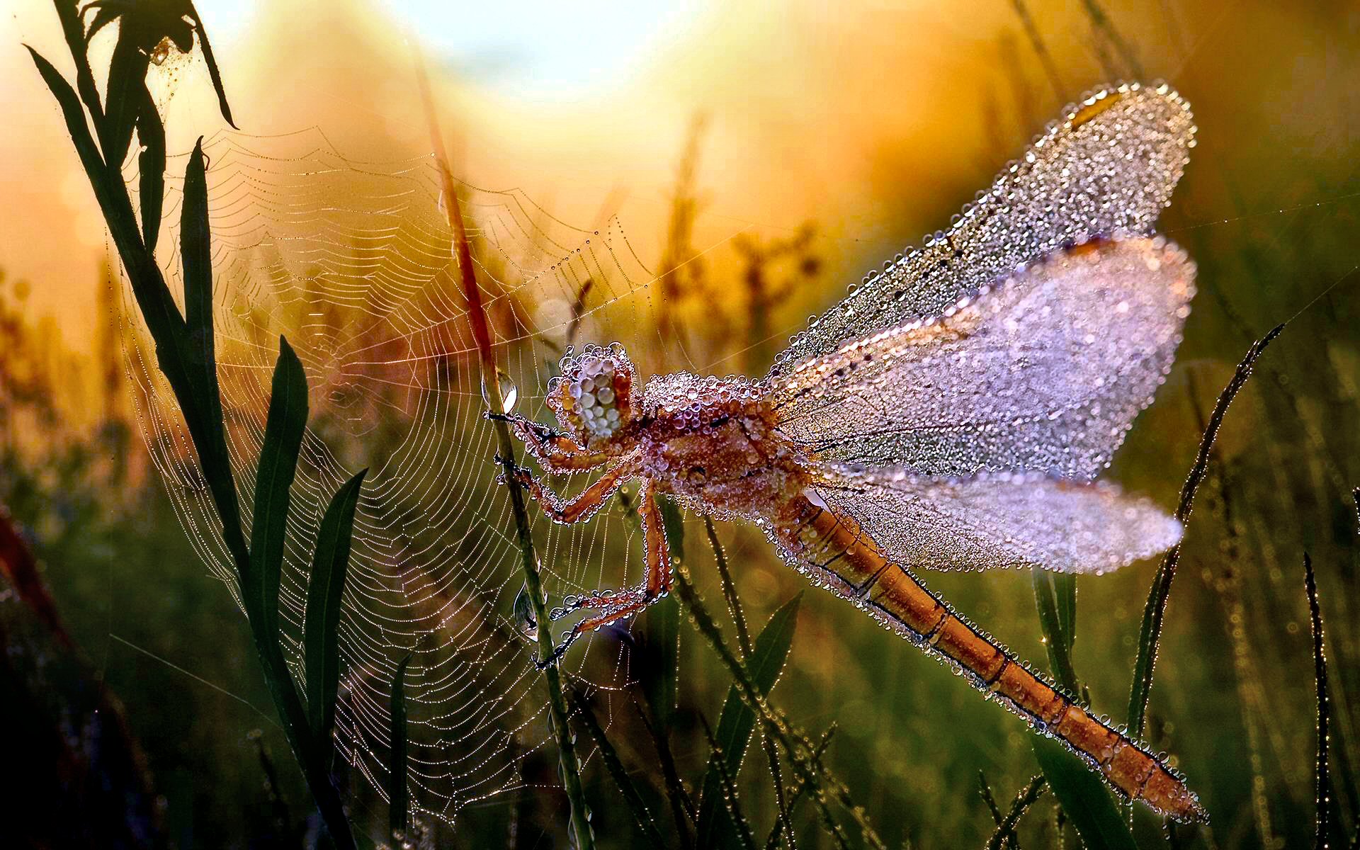 insect, morning, animal, dragonfly, dew, leaf, spider web, insects