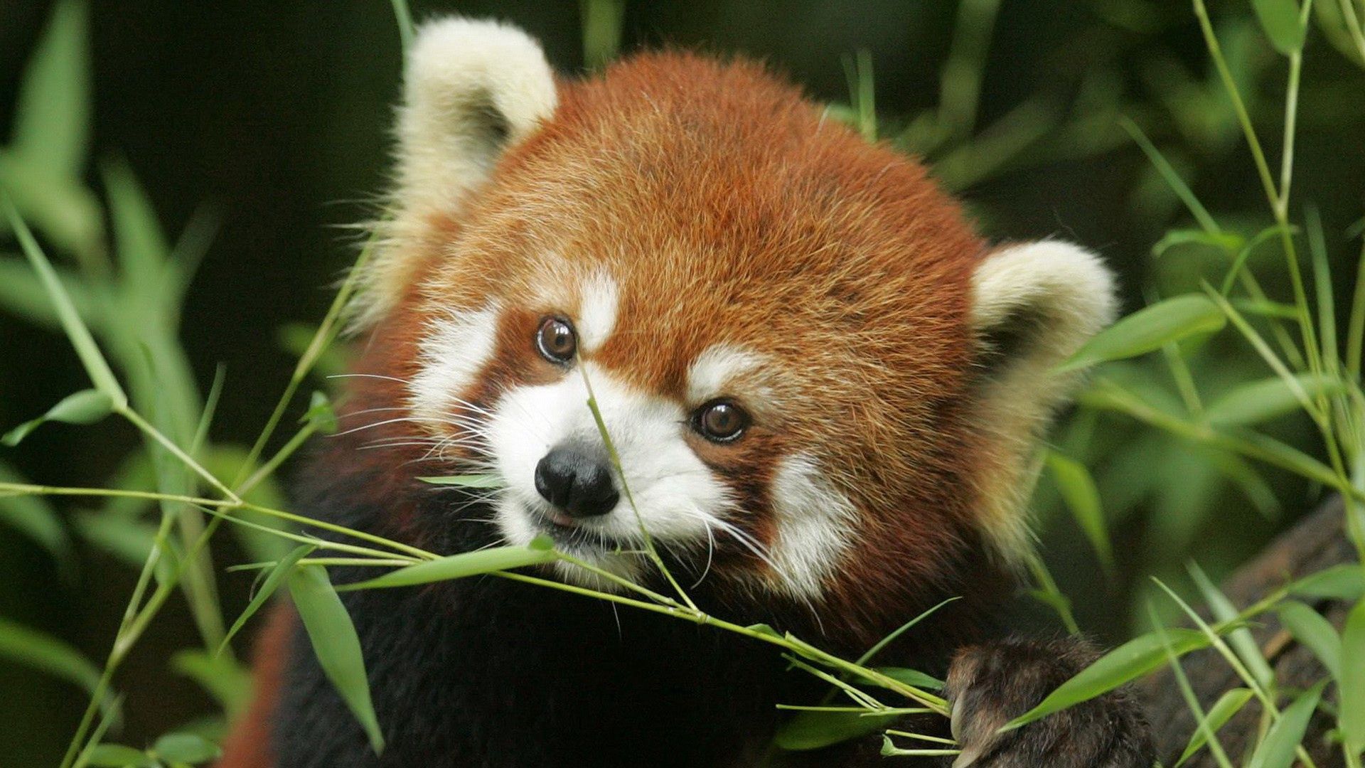 Handy-Wallpaper Tier, Tiere, Grass, Schnauze, Roter Panda kostenlos herunterladen.