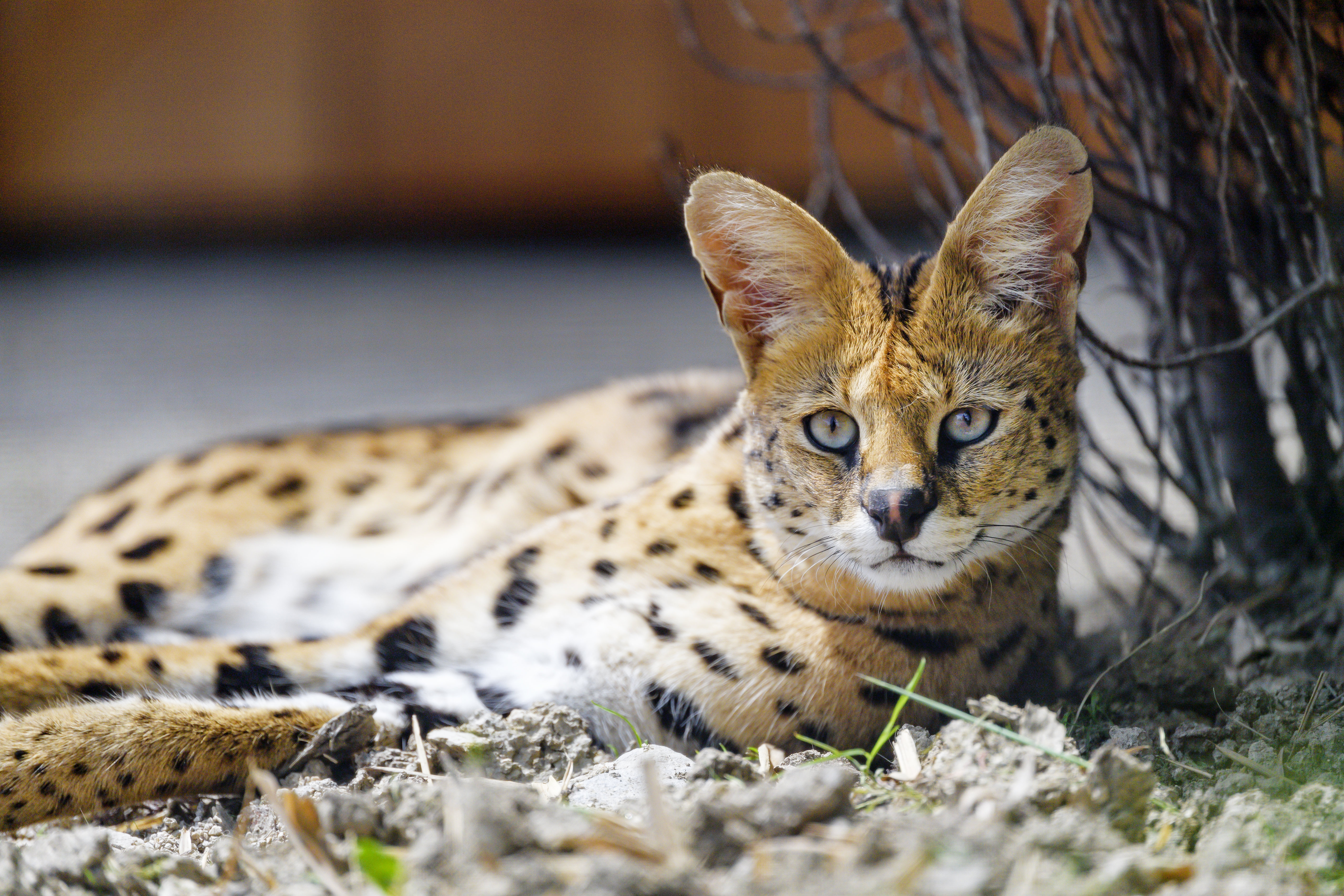 150140 Screensavers and Wallpapers Wild Cat for phone. Download animals, predator, stains, spots, sight, opinion, wild cat, wildcat, serval pictures for free