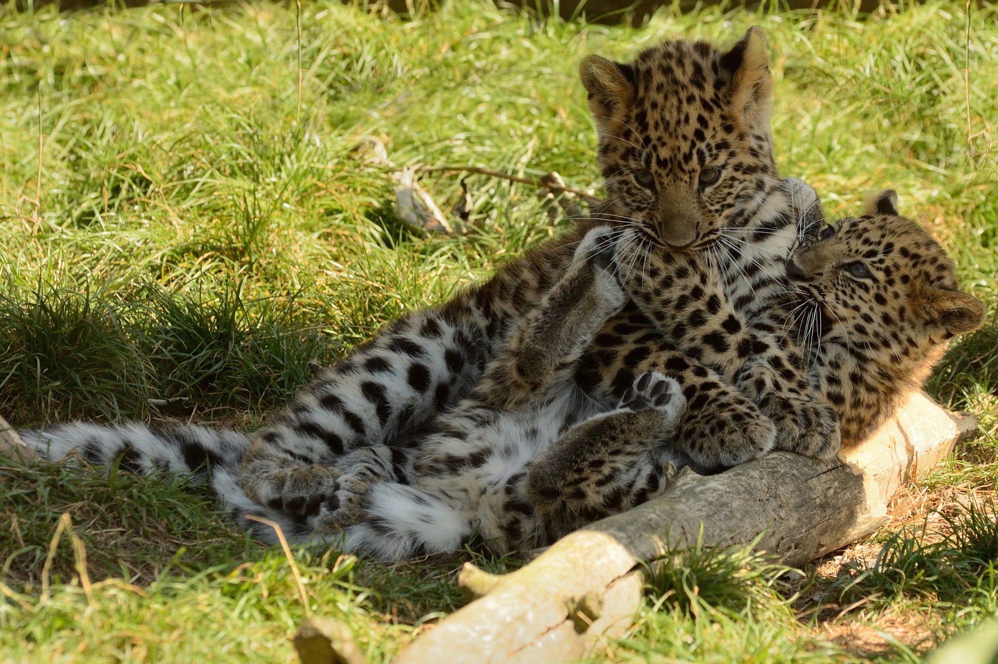 animals, leopards, game, cubs, kittens phone wallpaper