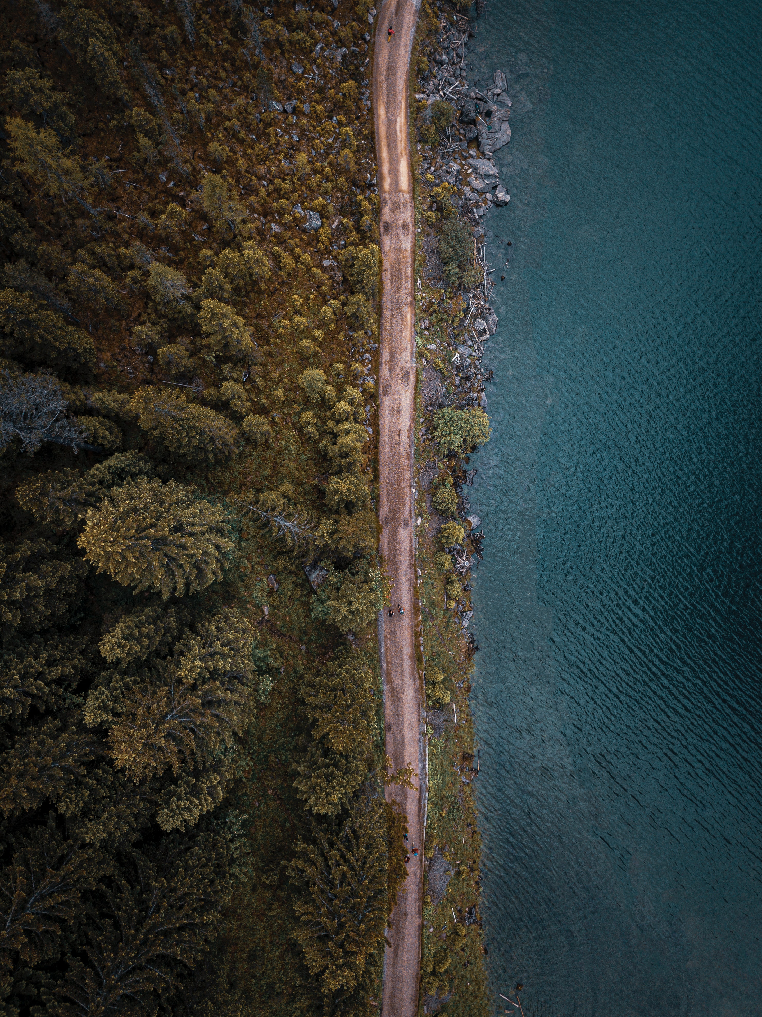 view from above, nature, trees, sea, road, forest phone background