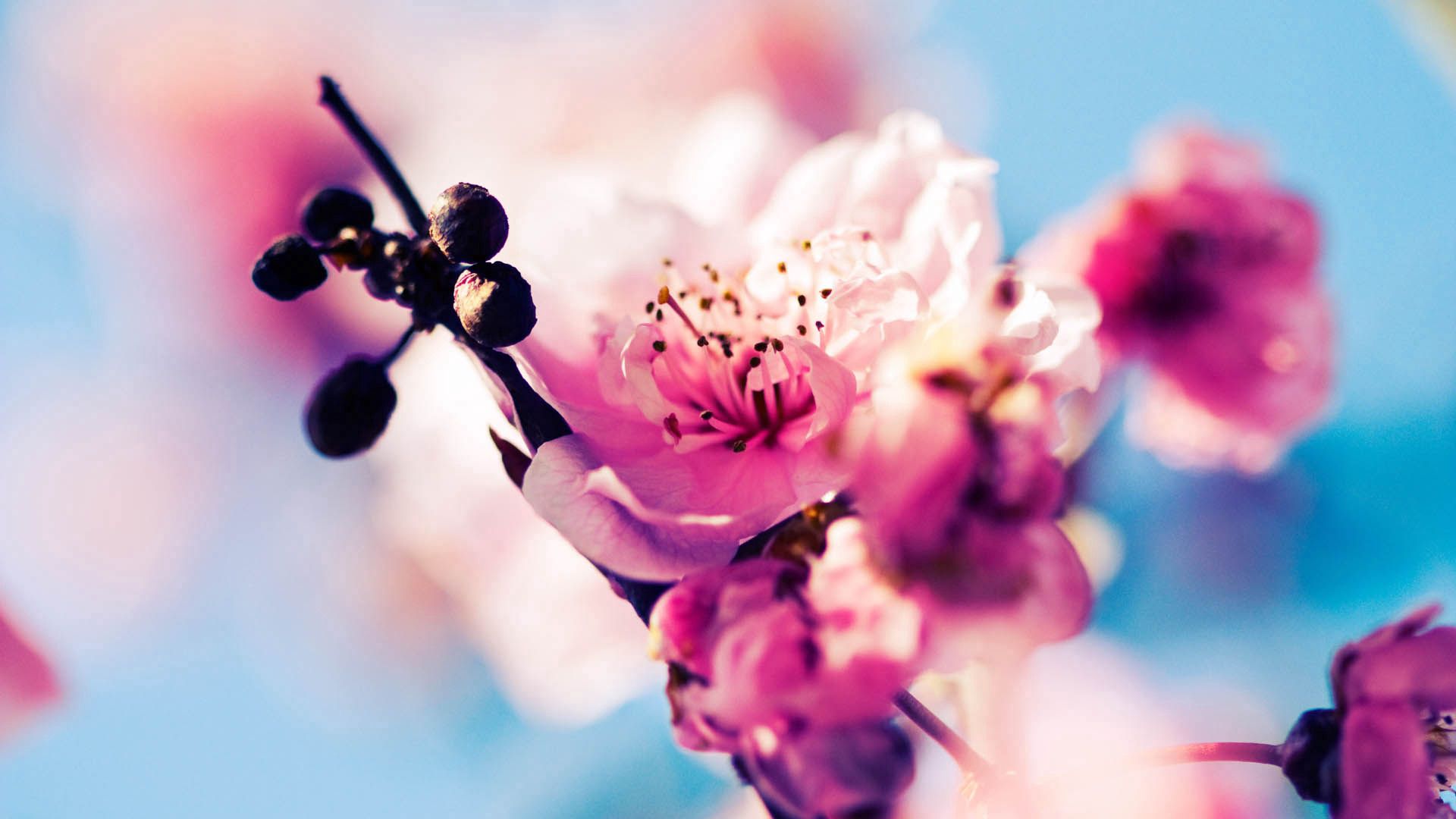 お使いの携帯電話の154168スクリーンセーバーと壁紙開花。 春, フラワーズ, 咲く, マクロの写真を無料でダウンロード