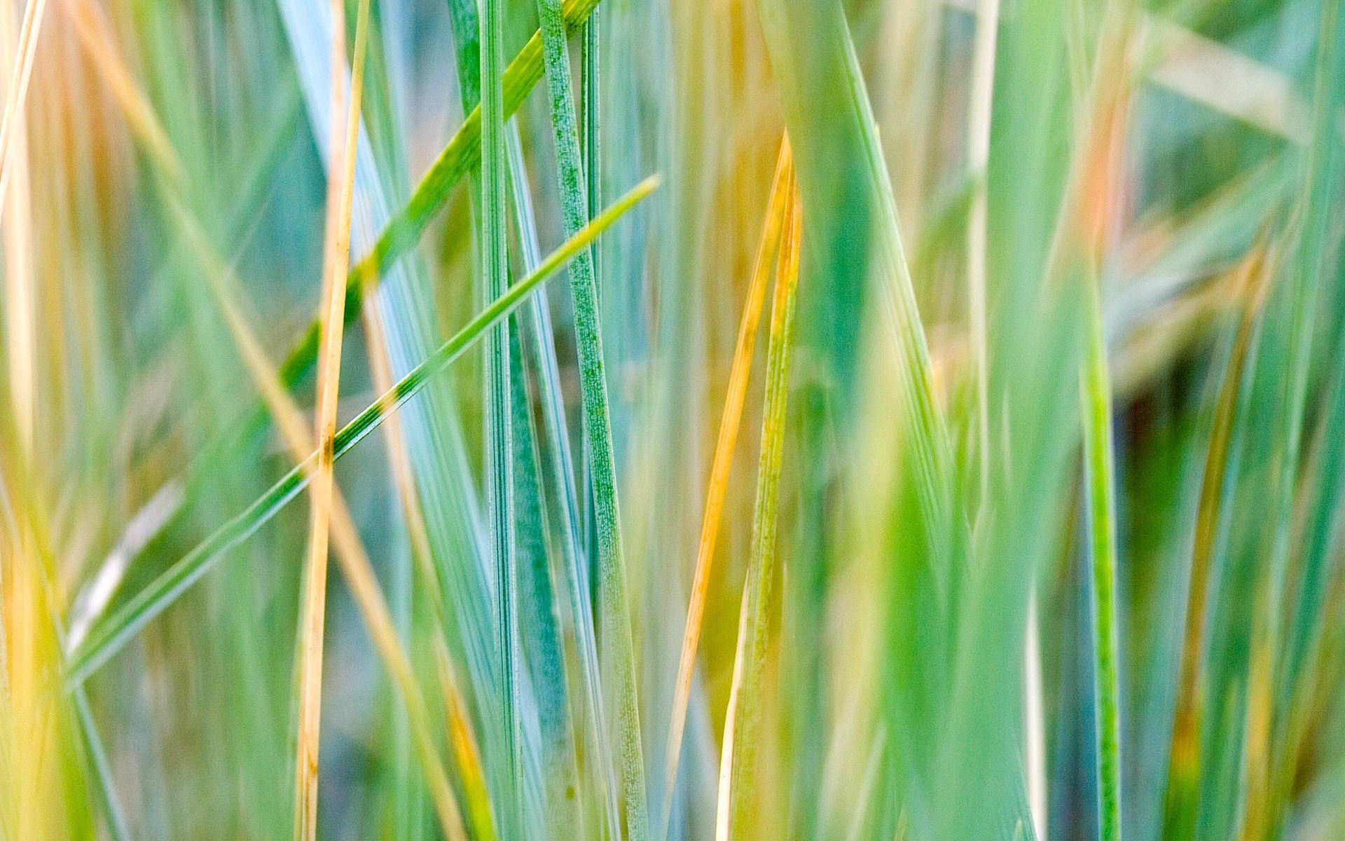 macro, grass, striped, dry 1080p