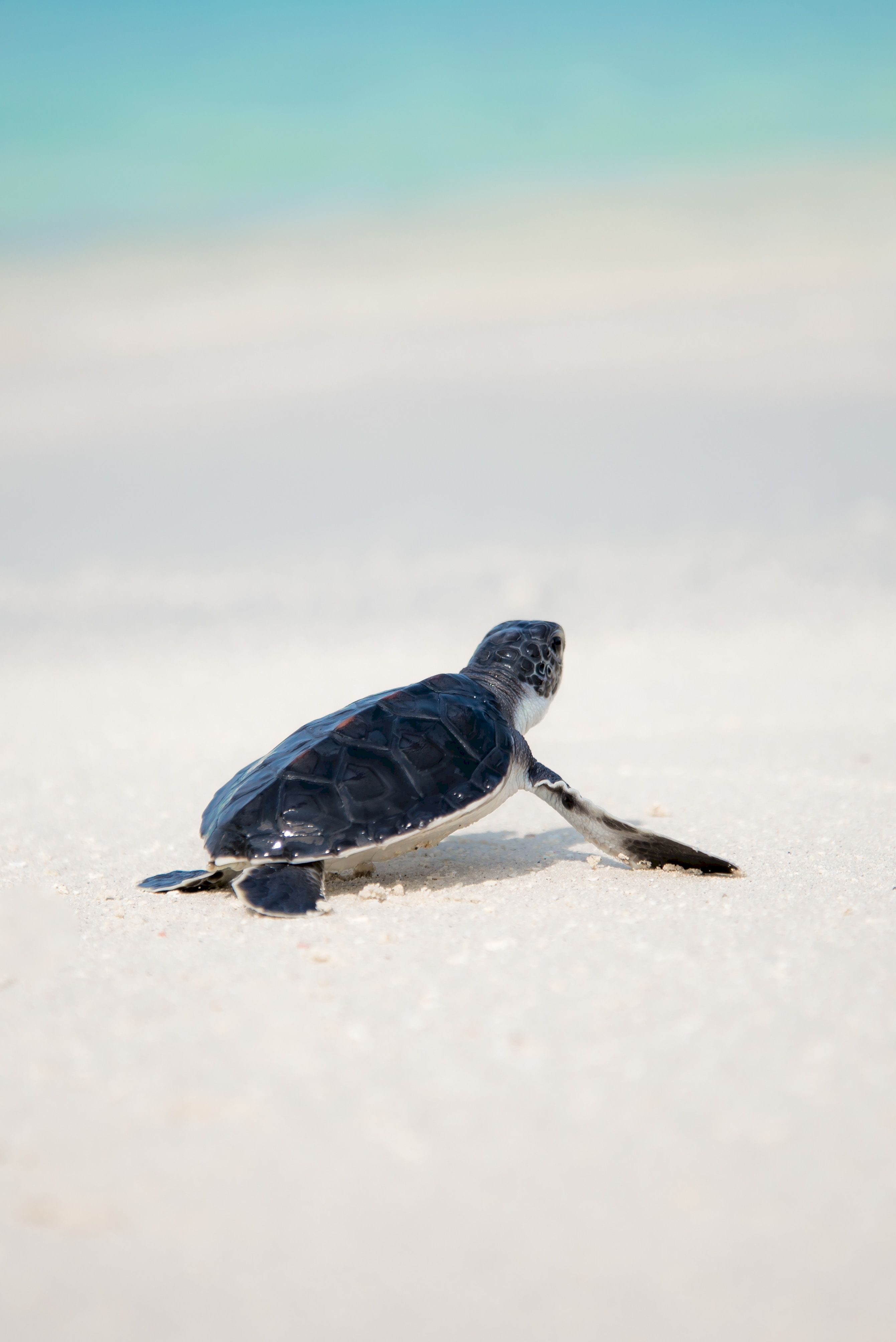 shore, animal, animals, sea turtle collection of HD images