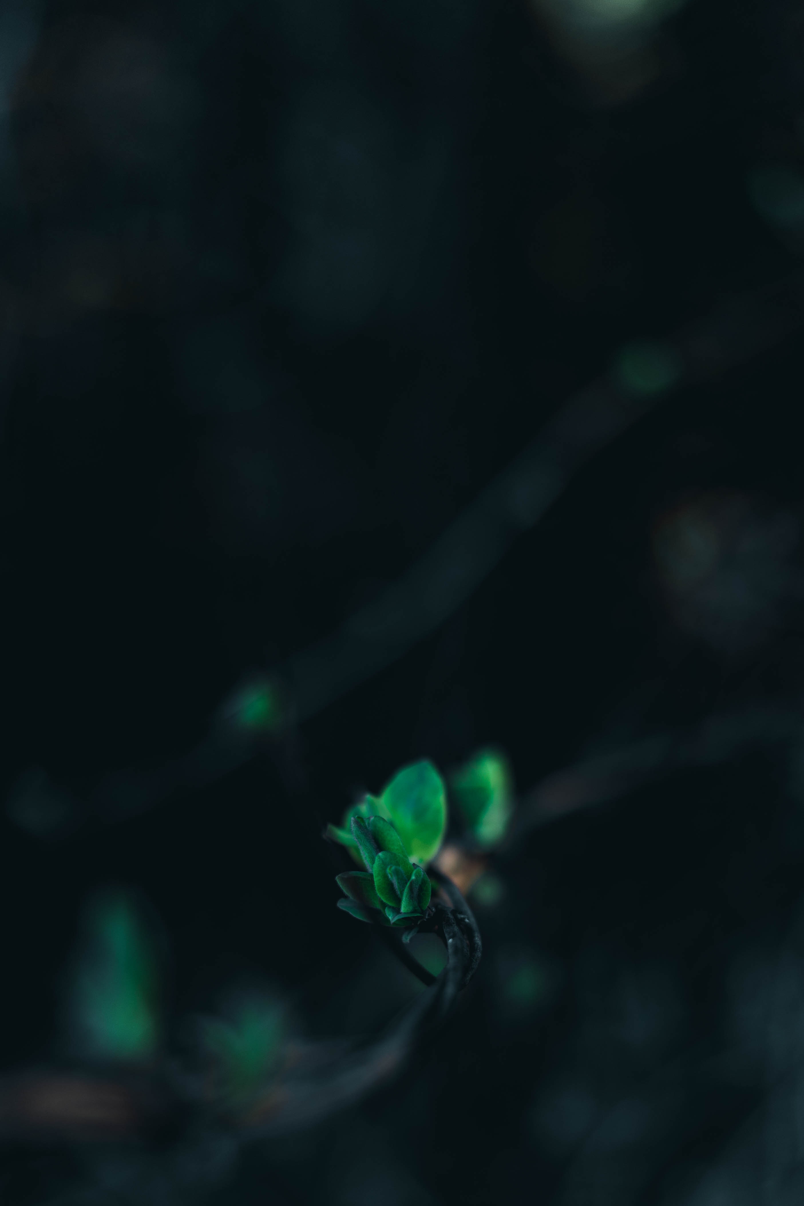 Mobile wallpaper branch, smooth, blur, macro, close up, leaves, green