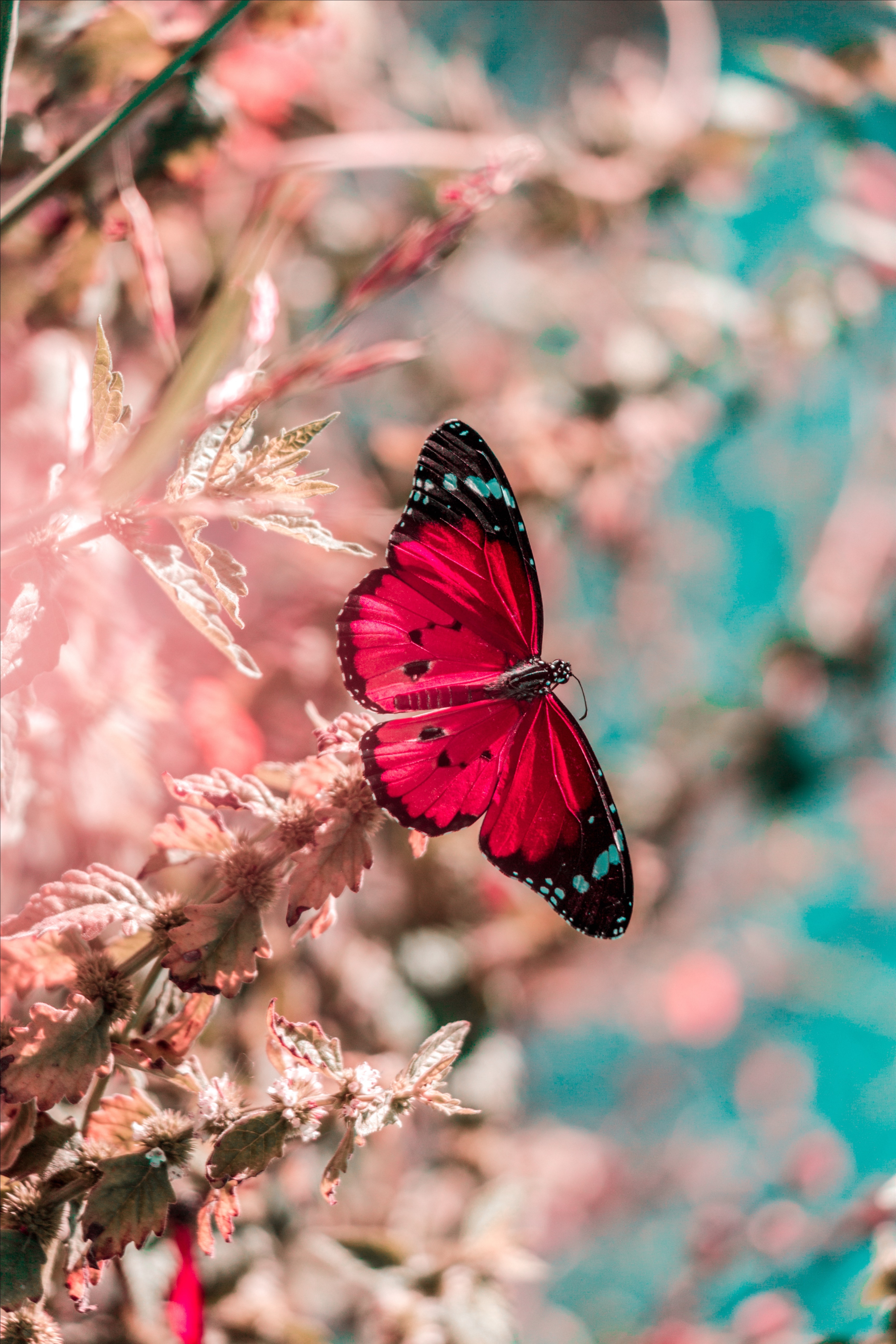 Flowers and butterfly aesthetic HD wallpapers  Pxfuel