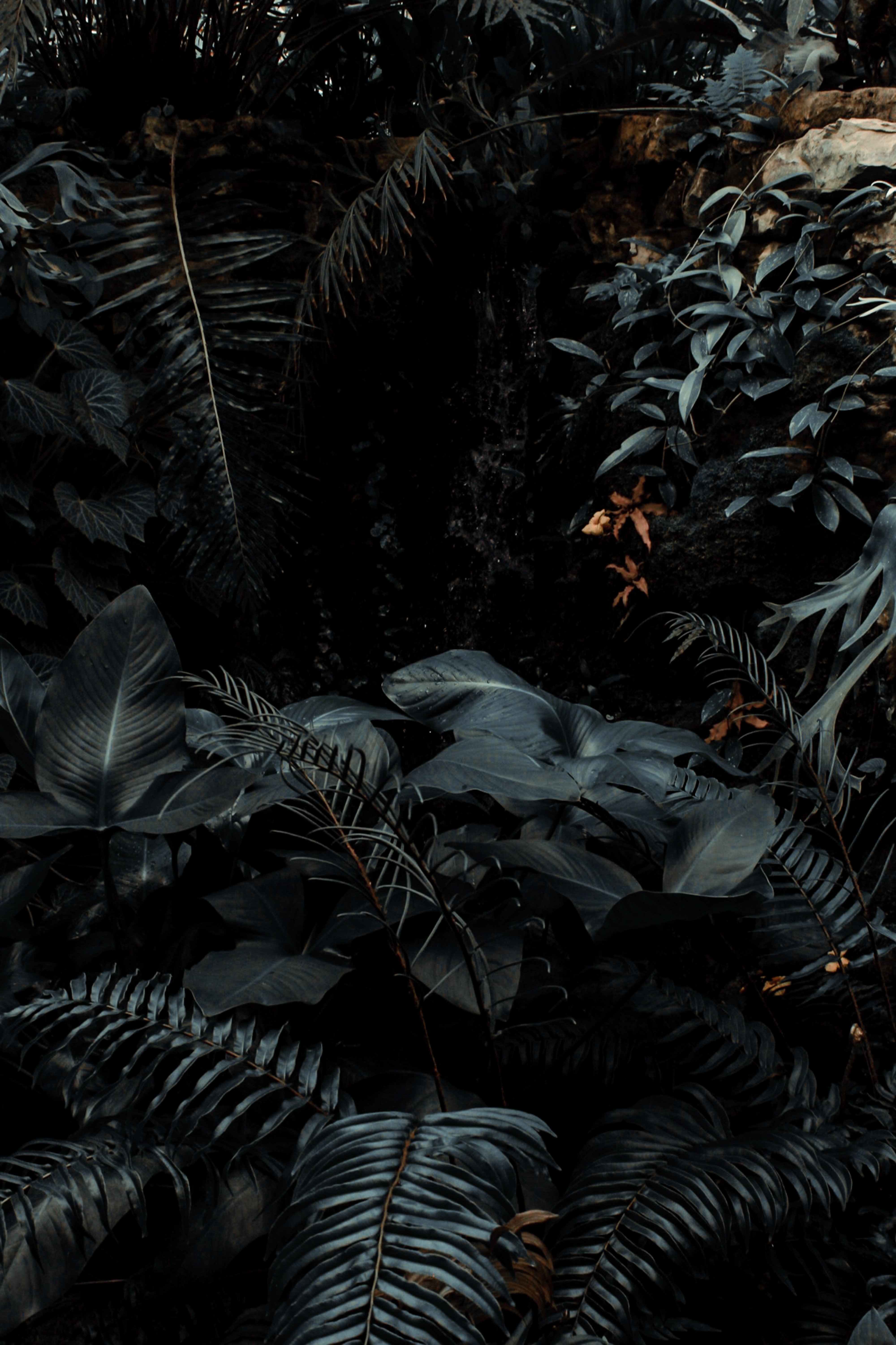 android plants, nature, bush, dark, fern, tropical