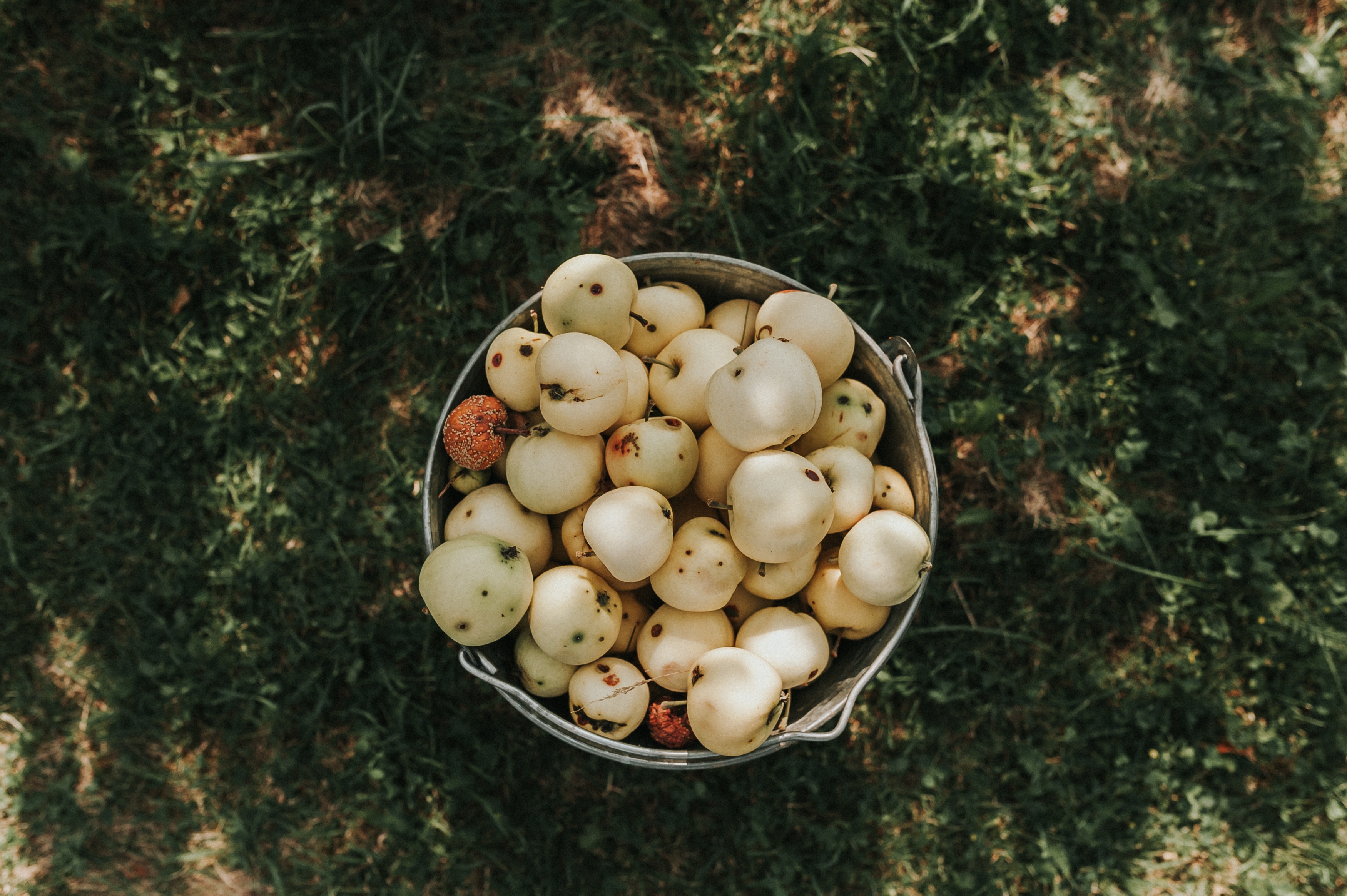 iPhone background harvest, food, grass, bucket