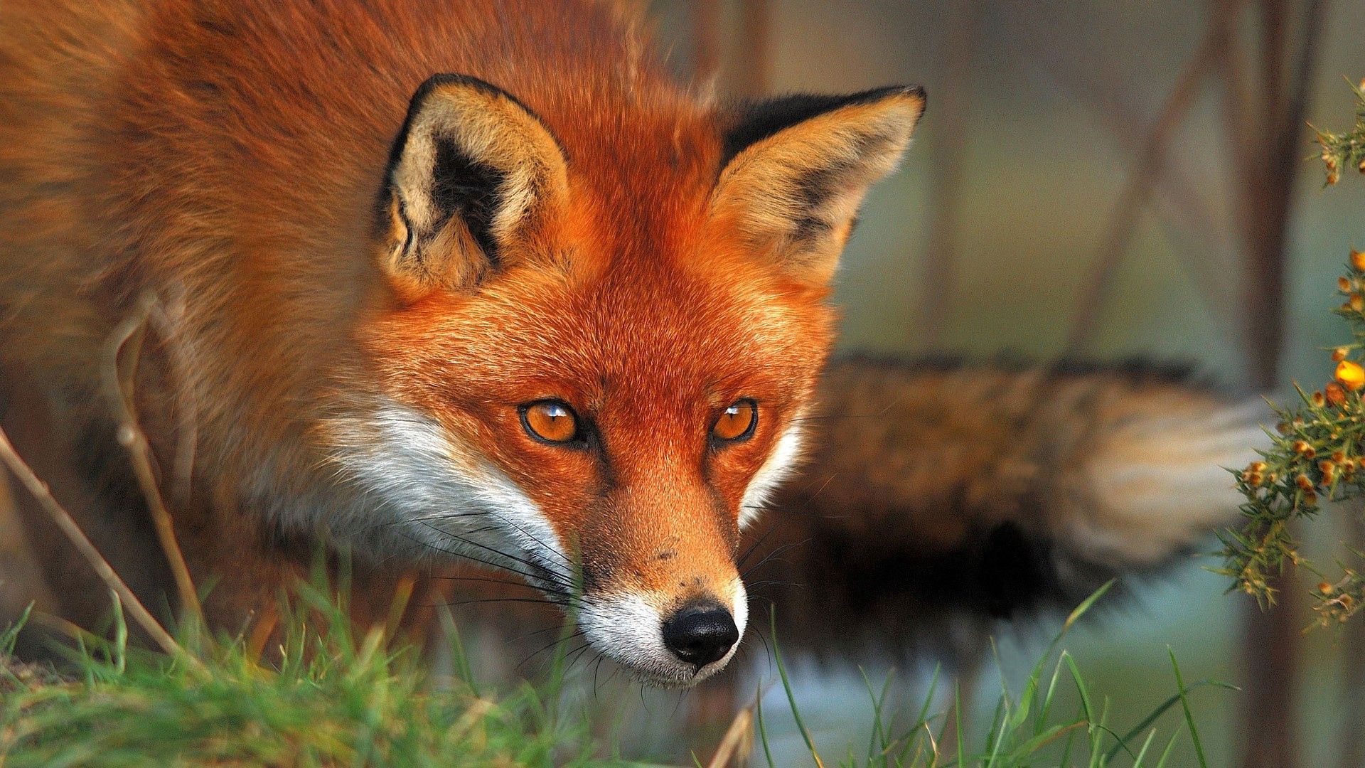 animals, grass, fox, muzzle, sight, opinion