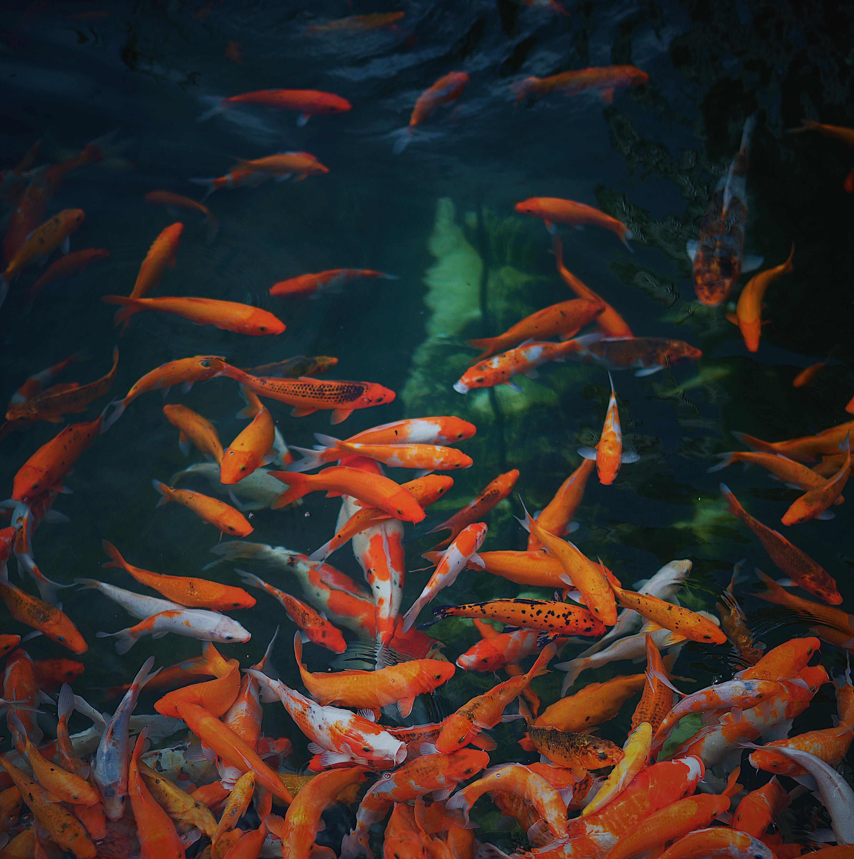 fishes, gold, underwater world, animals, golden HD wallpaper