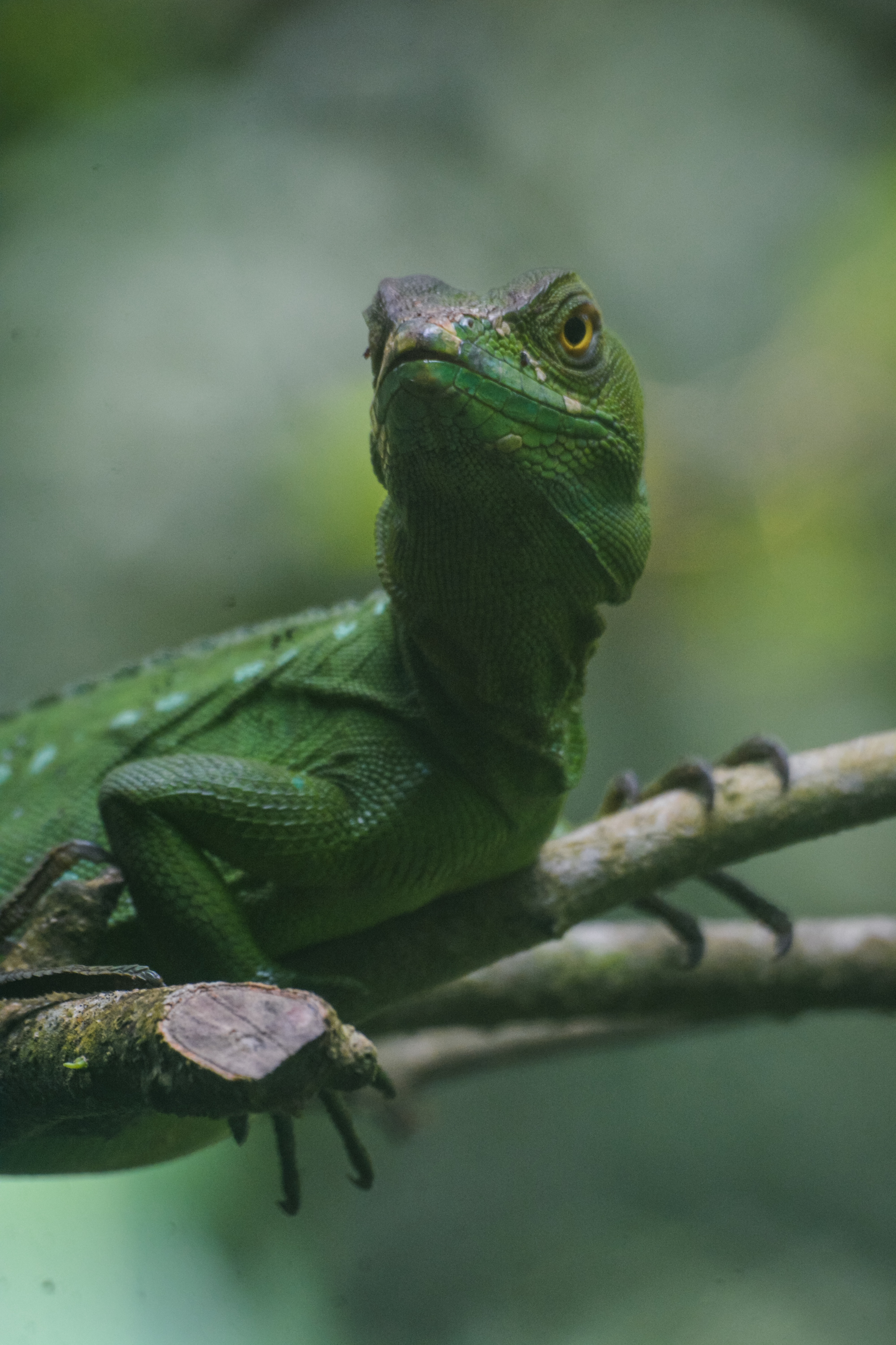 Laden Sie das Tiere, Reptil, Eidechse, Reptile, Amphibien, Amphibie-Bild kostenlos auf Ihren PC-Desktop herunter