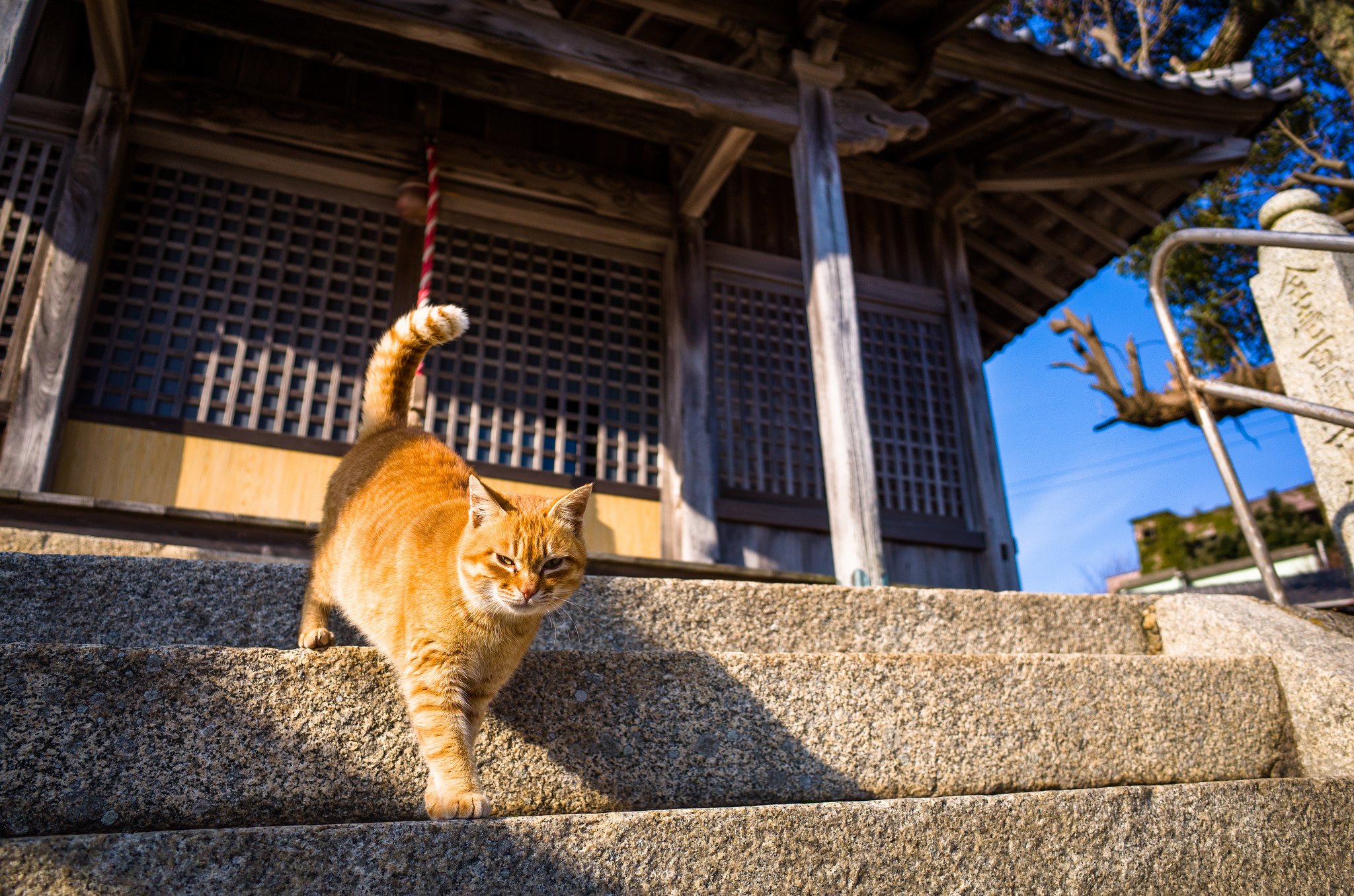 Кошки в китае