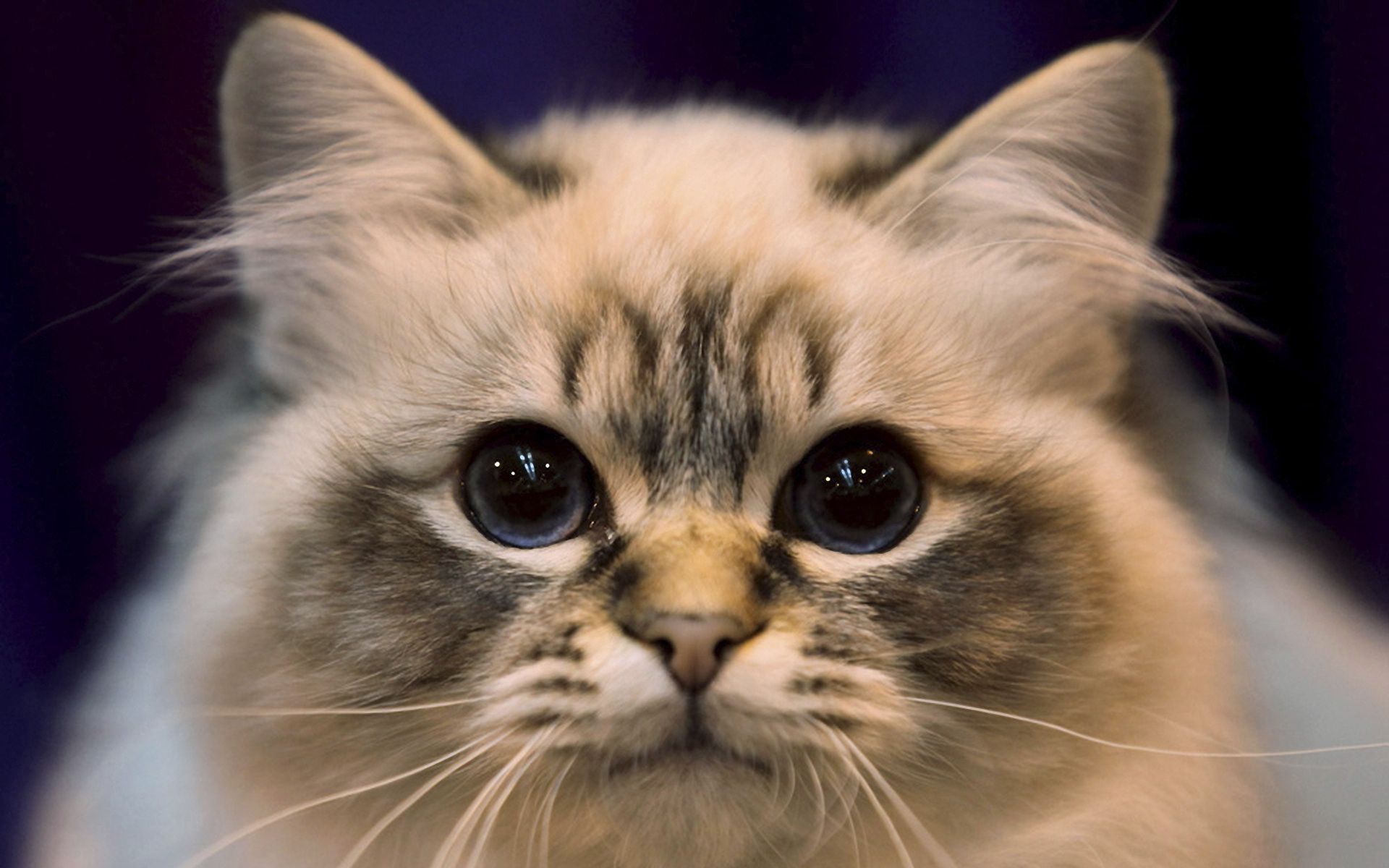 Laden Sie das Tiere, Der Kater, Katze, Flauschige, Schnauze, Augen, Meinung, Sicht-Bild kostenlos auf Ihren PC-Desktop herunter