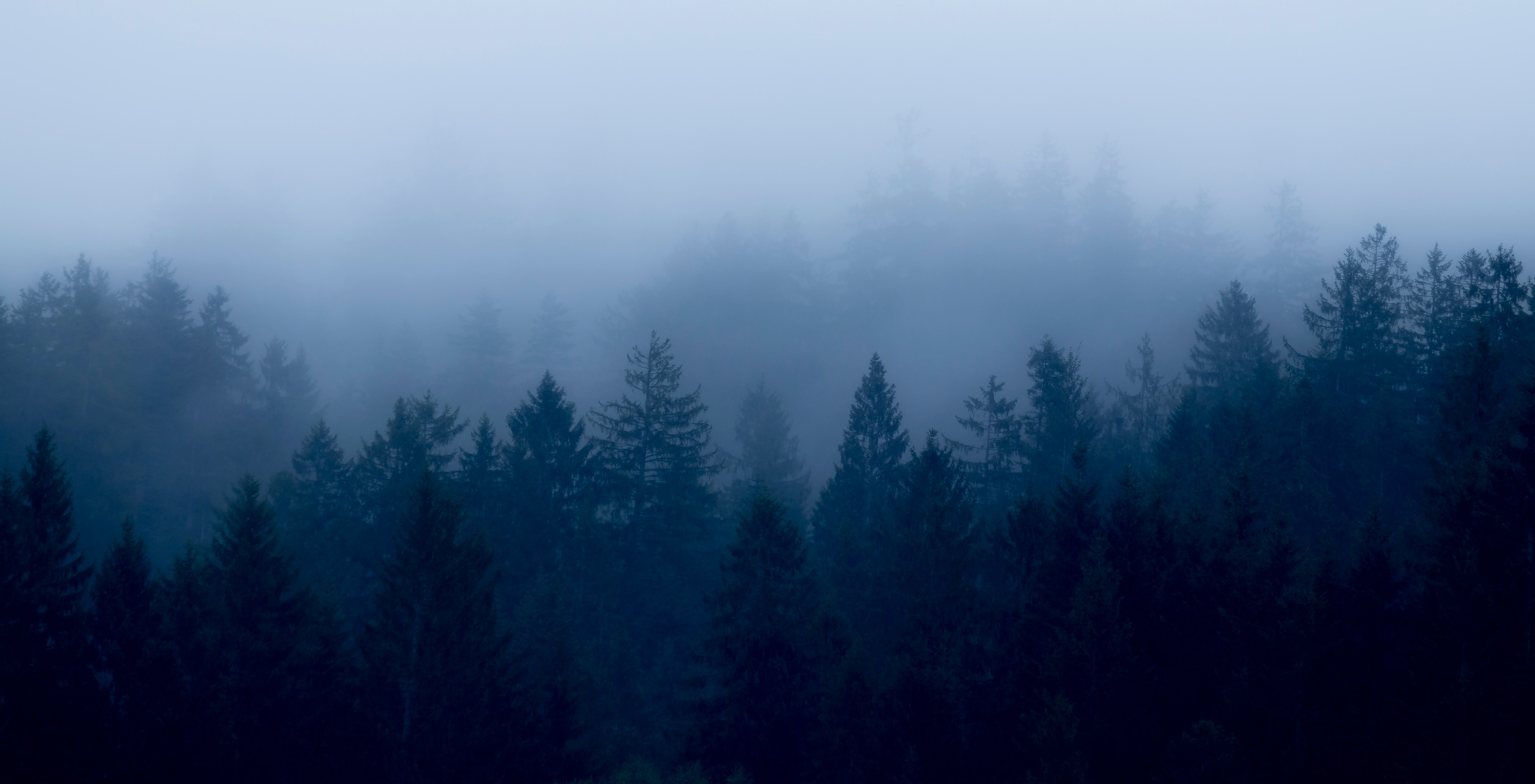 150841 скачать обои сумерки, лес, природа, деревья, туман - заставки и картинки бесплатно
