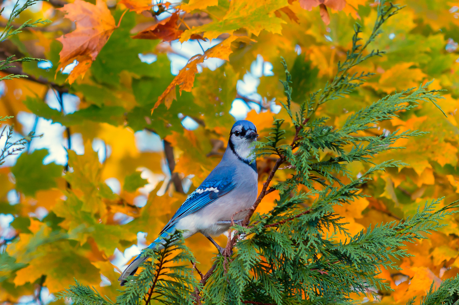 Free HD autumn, bird, animals, branch, foliage, jay