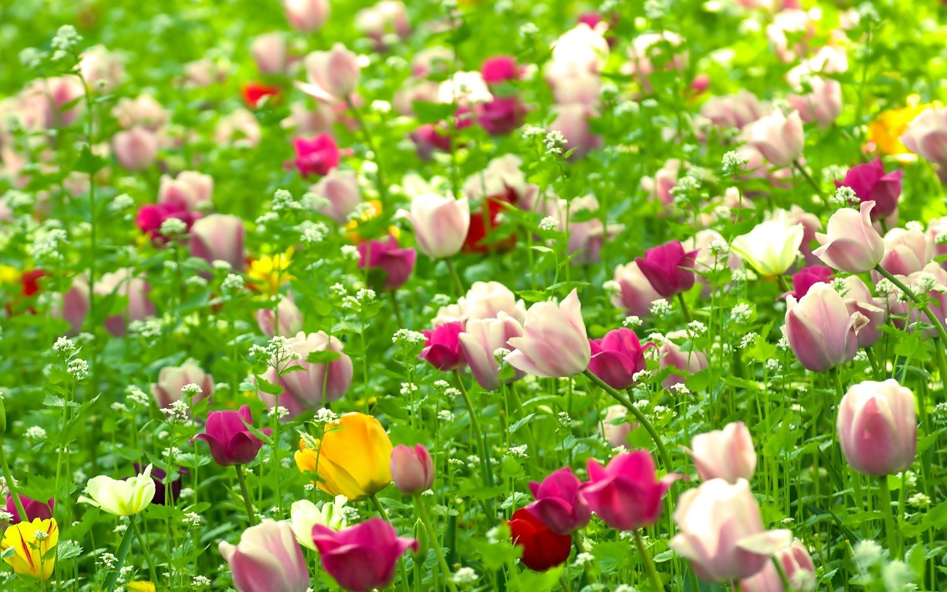 56986 download wallpaper tulips, nature, flowers, summer, field screensavers and pictures for free
