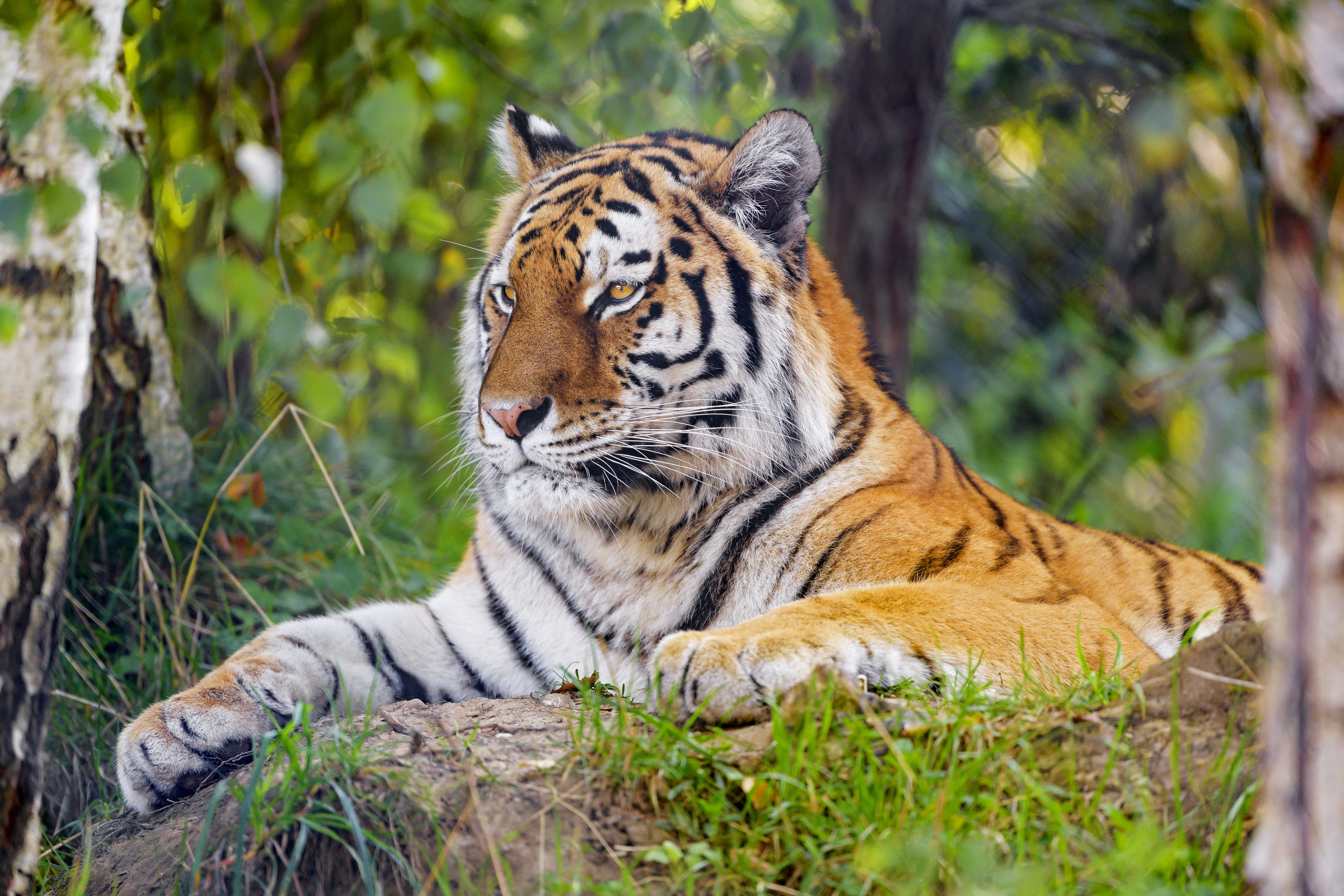 55018 скачать обои трава, большая кошка, тигр, животные, хищник, взгляд, полосы - заставки и картинки бесплатно