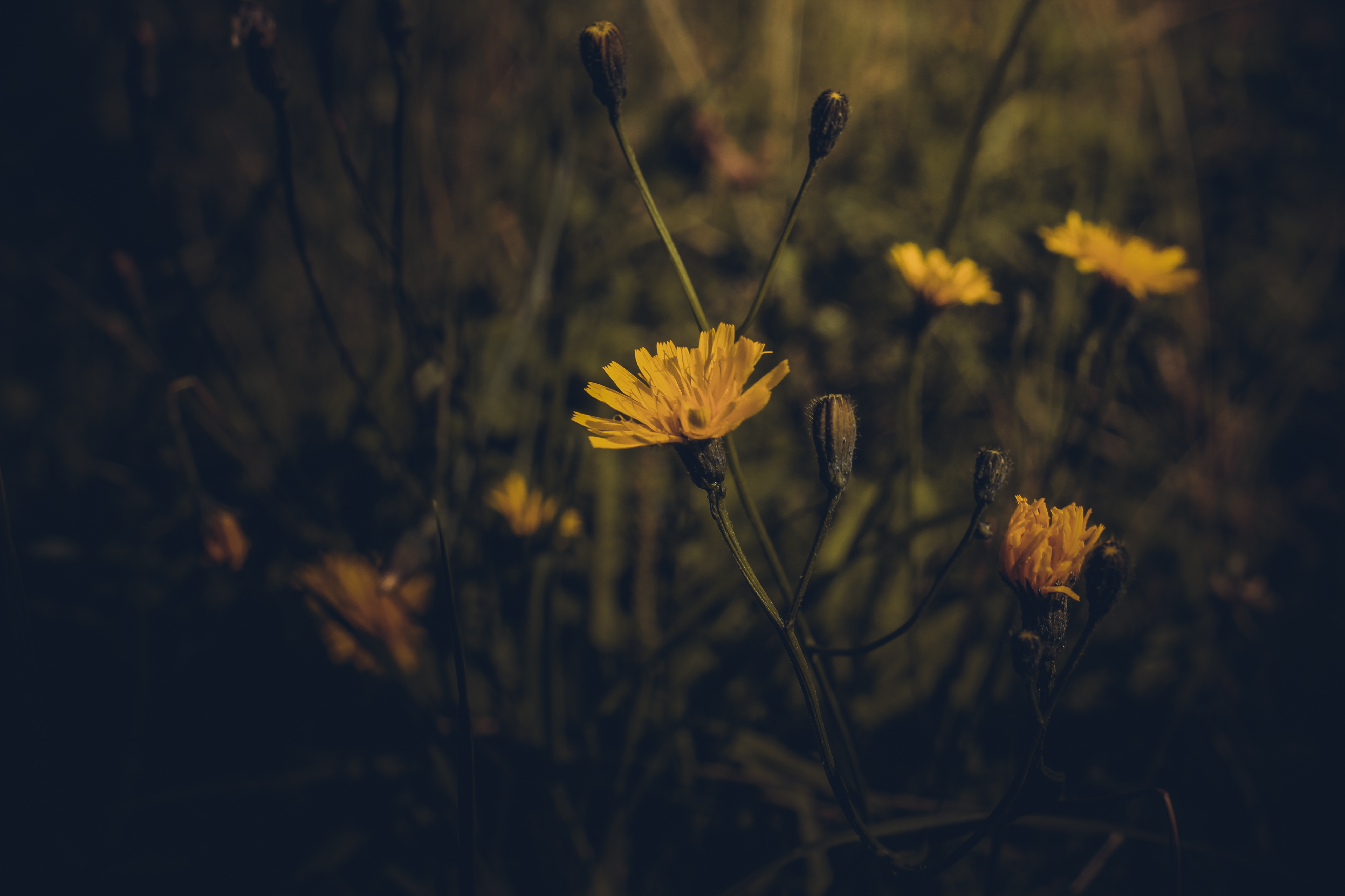 macro, yellow, flower, plant, dark, field wallpapers for tablet