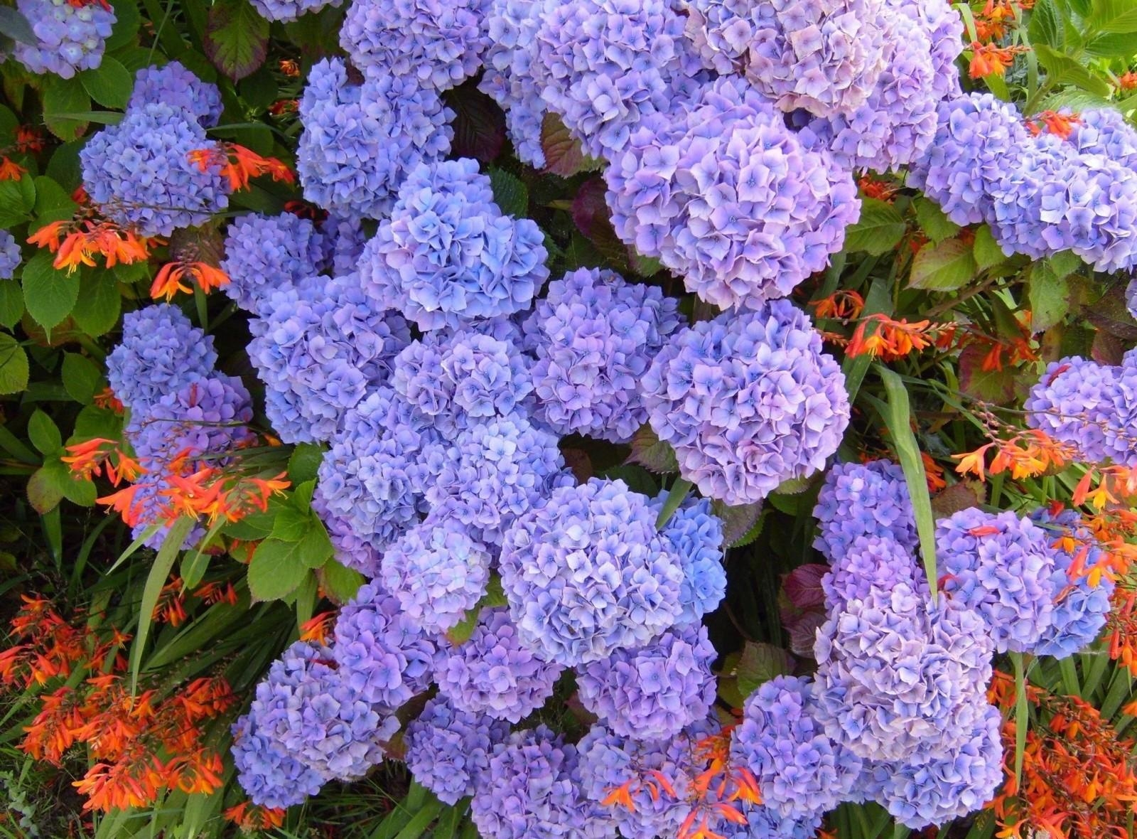 Laden Sie das Blumen, Grüne, Grünen, Blumenbeet, Hortensie-Bild kostenlos auf Ihren PC-Desktop herunter