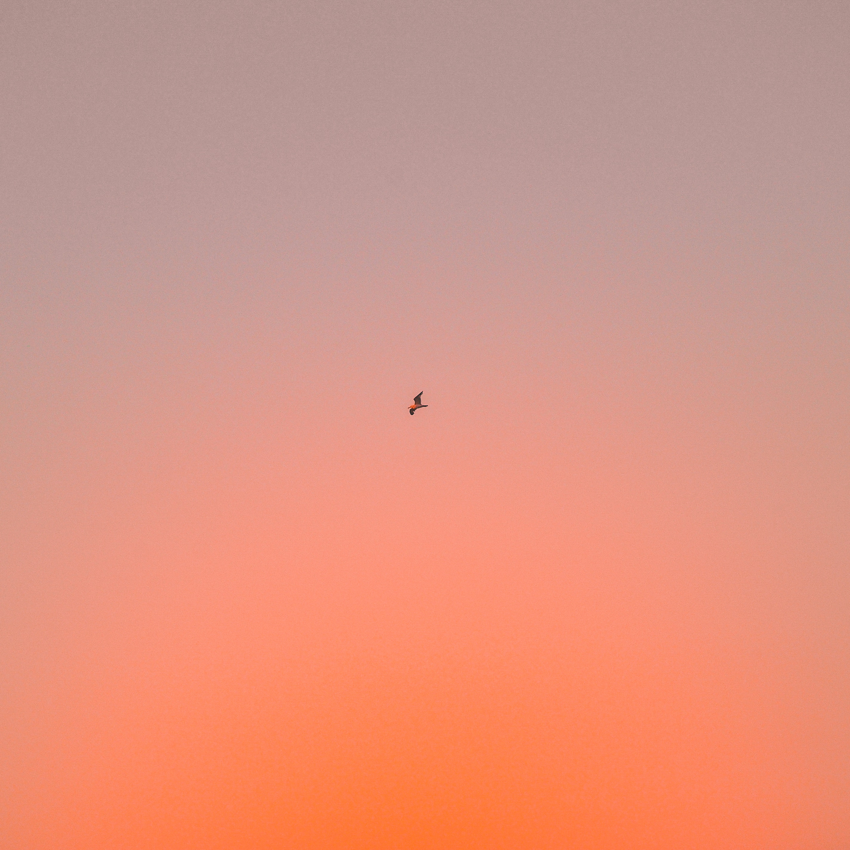 android minimalism, gradient, sky, bird, flight