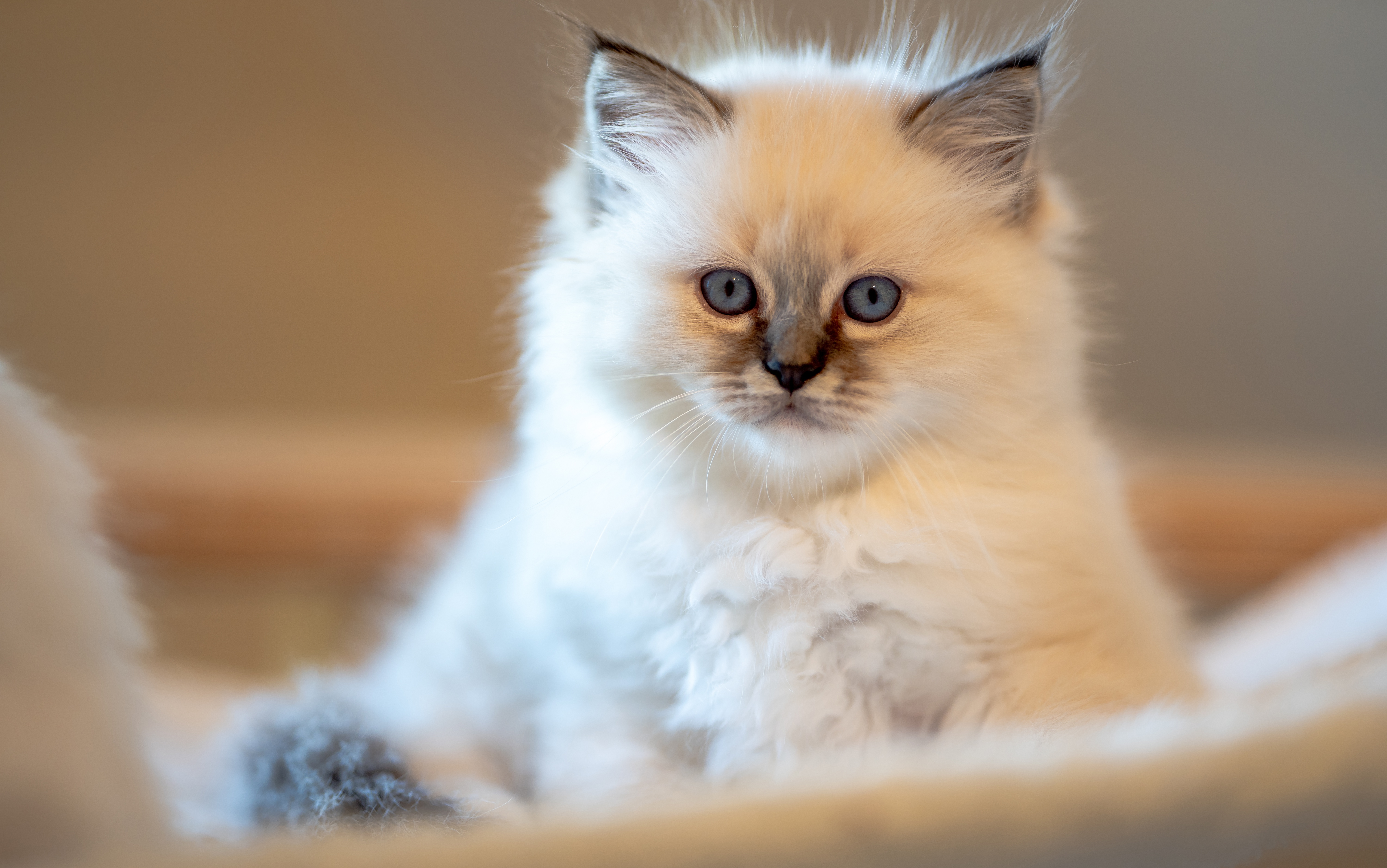 Kitten HD Android Wallpapers