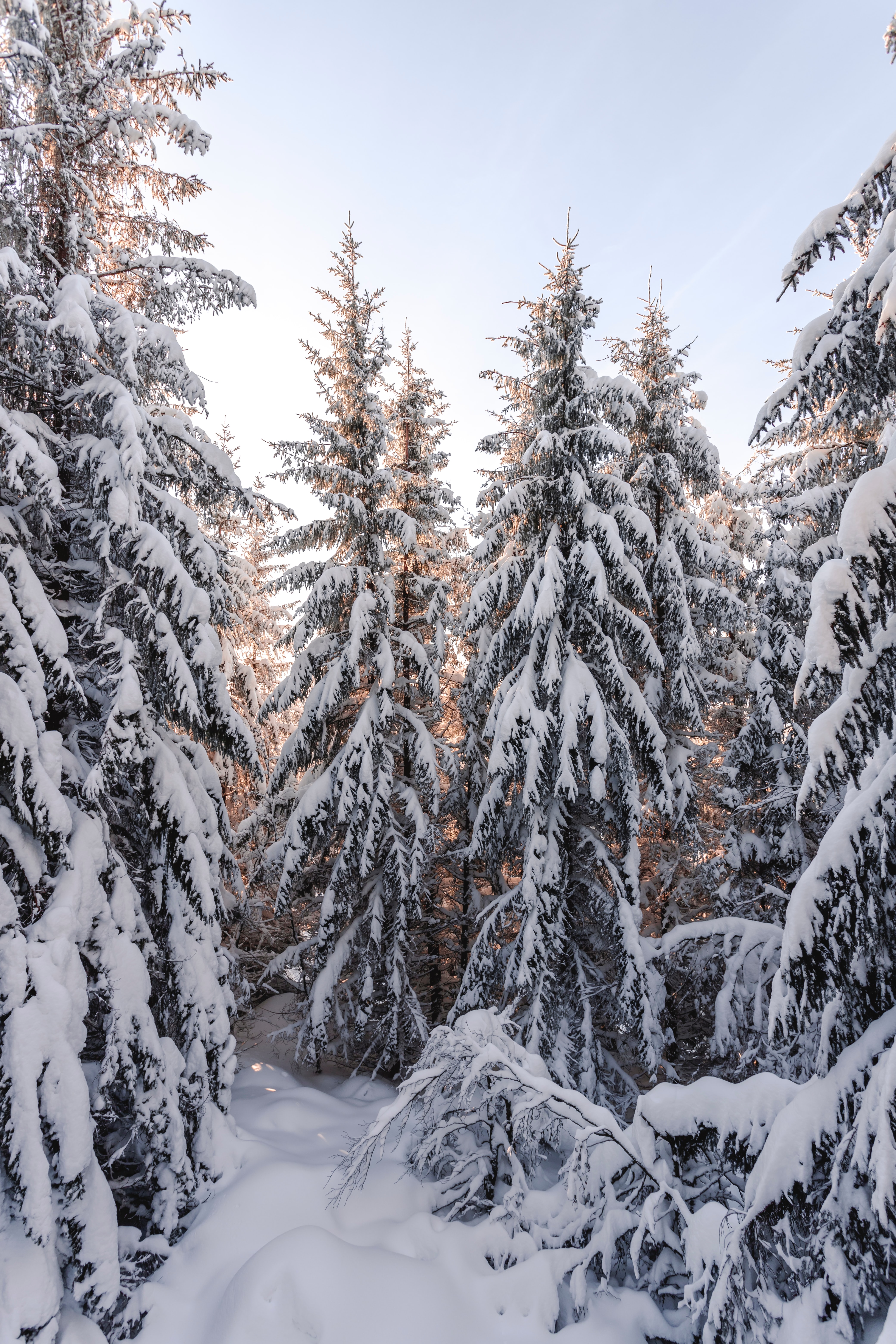 snowbound, trees, winter, snow HD Wallpaper for Phone